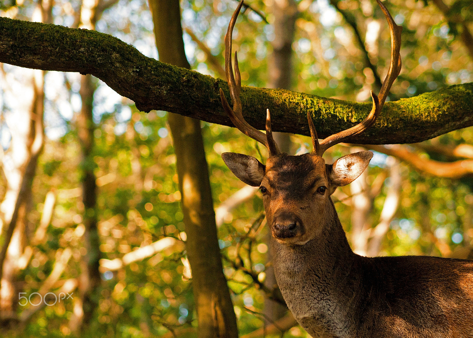 Canon EF 75-300mm f/4-5.6 USM sample photo. Magic moment 2 photography