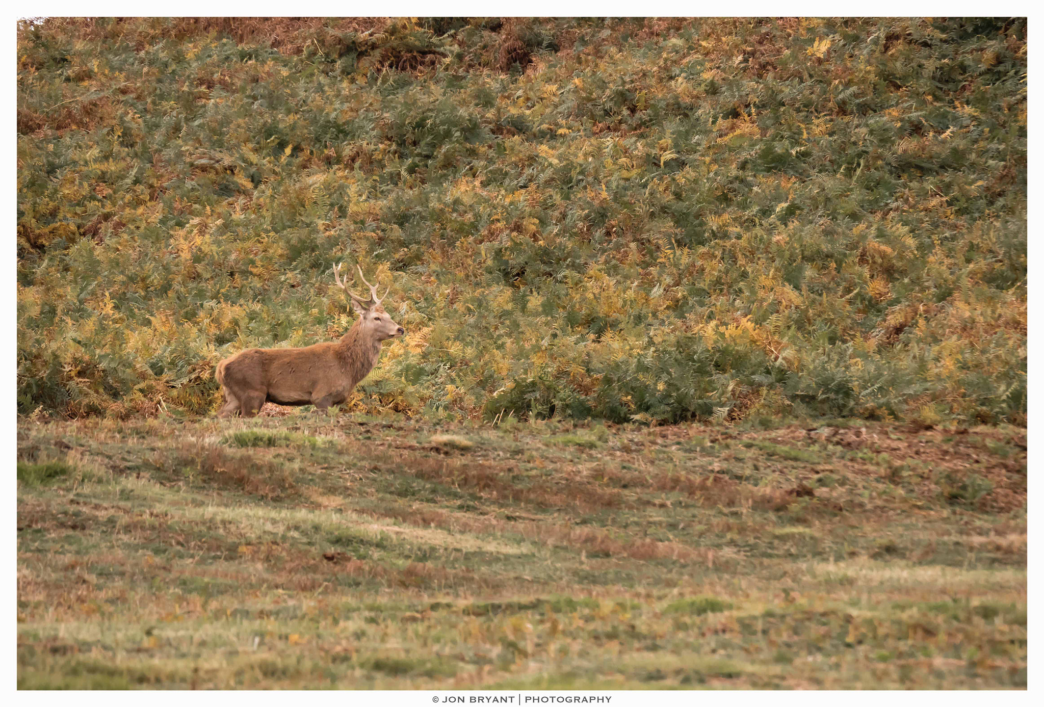 Panasonic Lumix DMC-GH4 + LEICA DG 100-400/F4.0-6.3 sample photo. Red deer stag photography