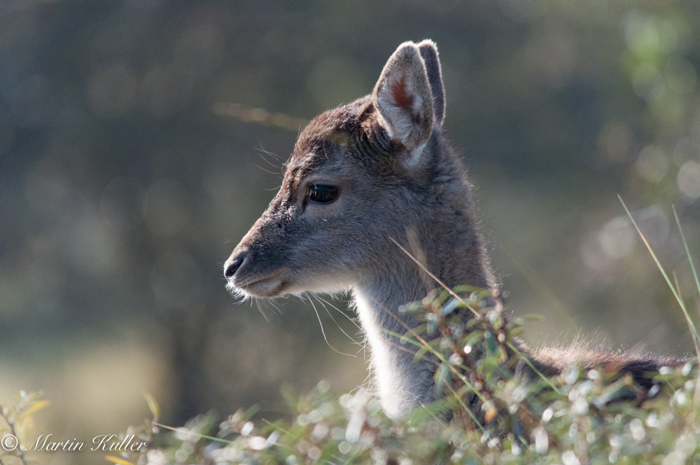 Sigma 150-500mm F5-6.3 DG OS HSM sample photo. Bambi photography
