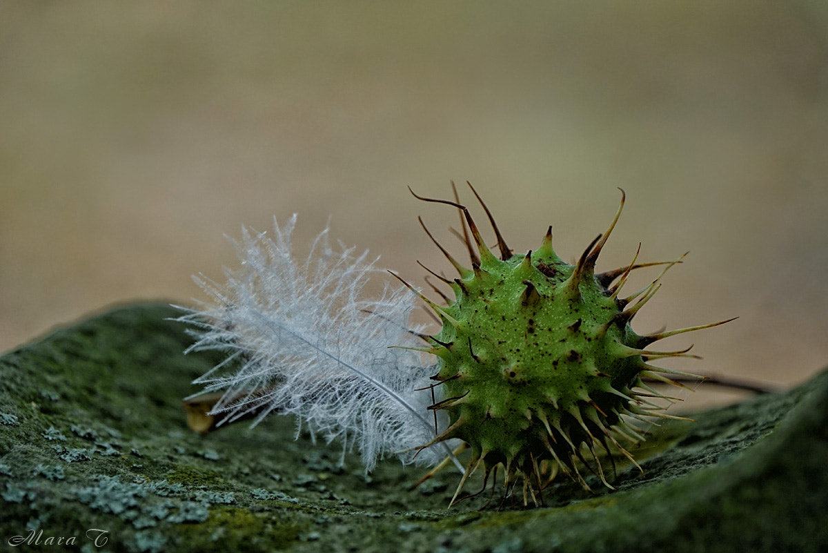 Sony E 18-200mm F3.5-6.3 OSS sample photo. Soft versus thorny photography