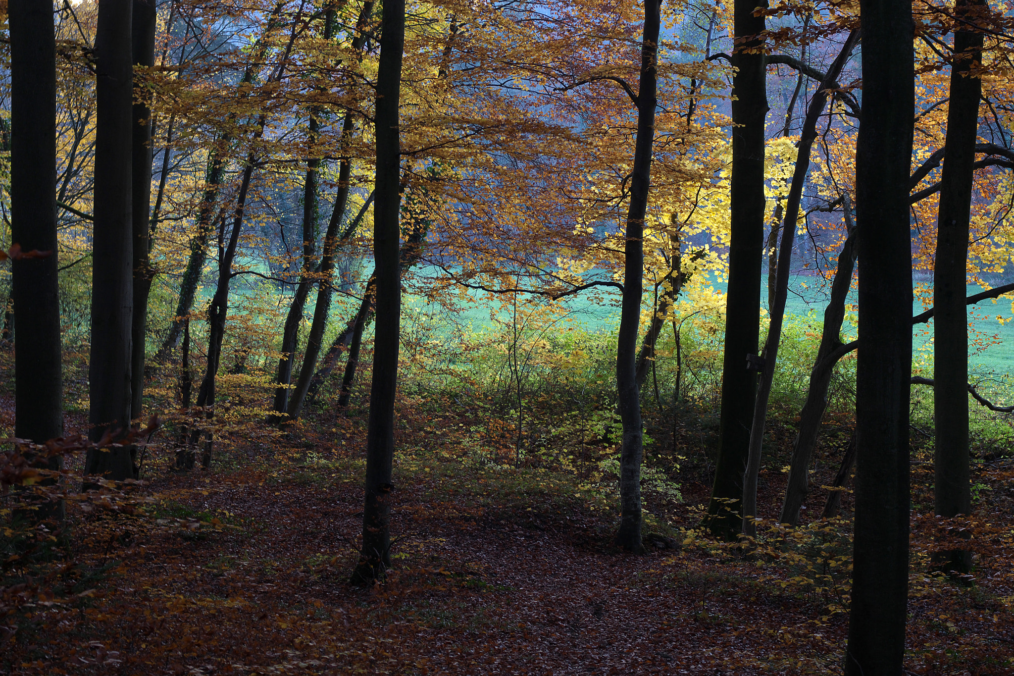 Pentax K-01 sample photo. Autumn colors photography