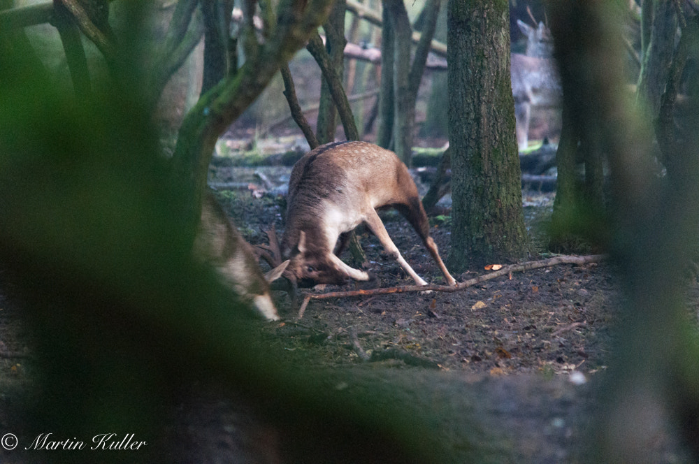 Sigma 150-500mm F5-6.3 DG OS HSM sample photo. Action photography