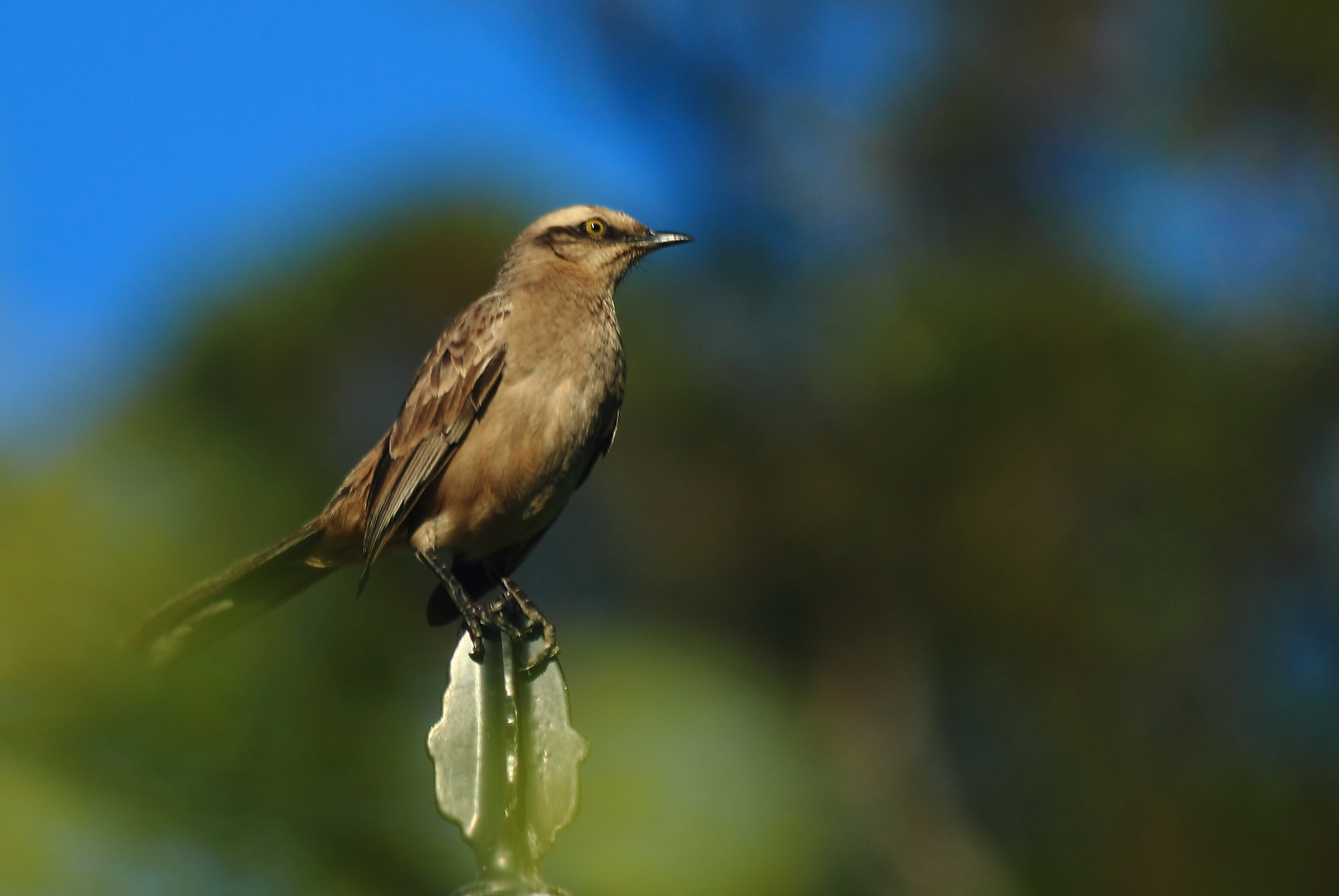 Canon EF 70-300mm F4-5.6 IS USM sample photo. Chalk-browed mockingbird photography