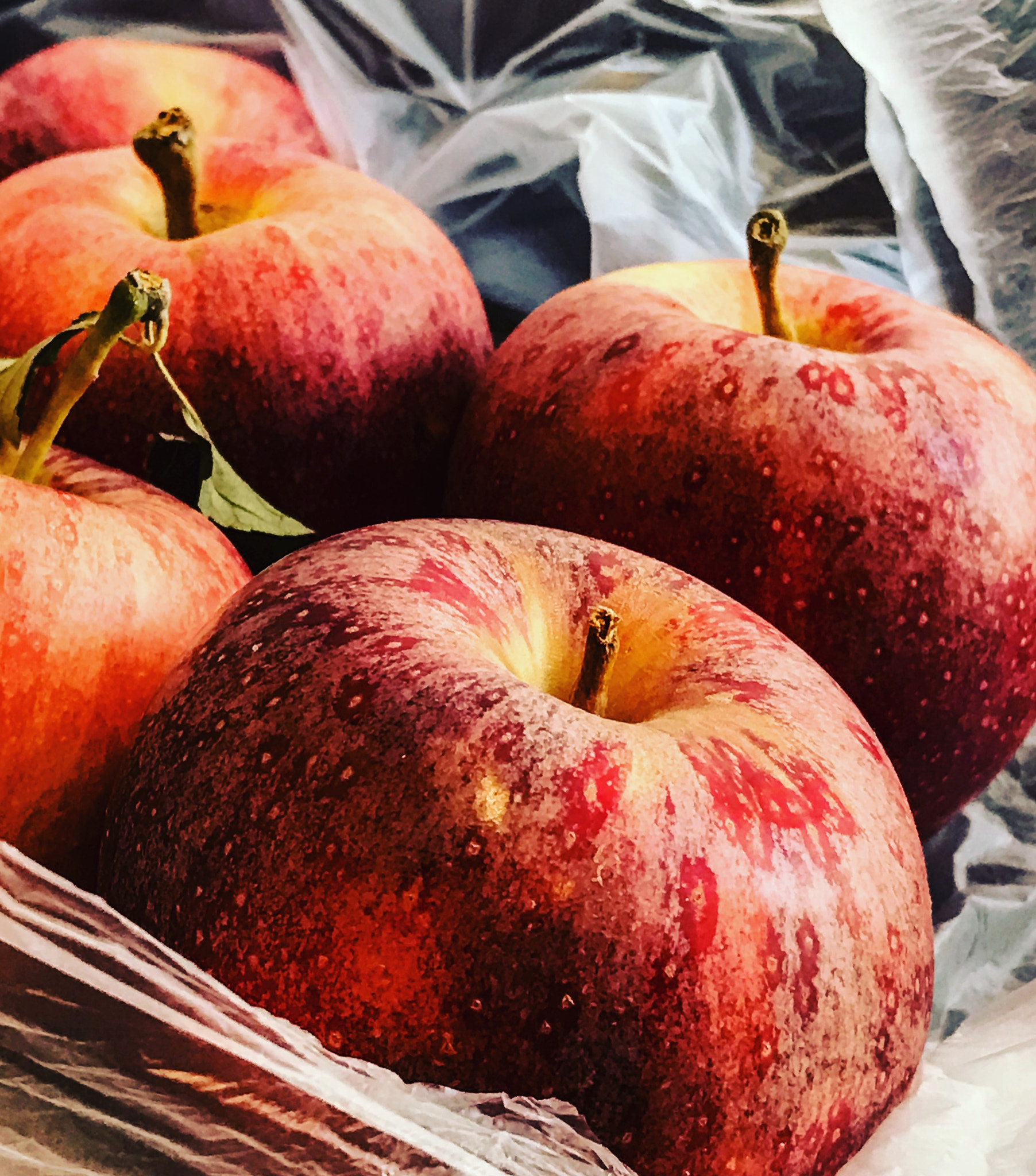 Apple iPhone 7 Plus sample photo. Philly farmers market via rittenhouse square, philadelphia photography