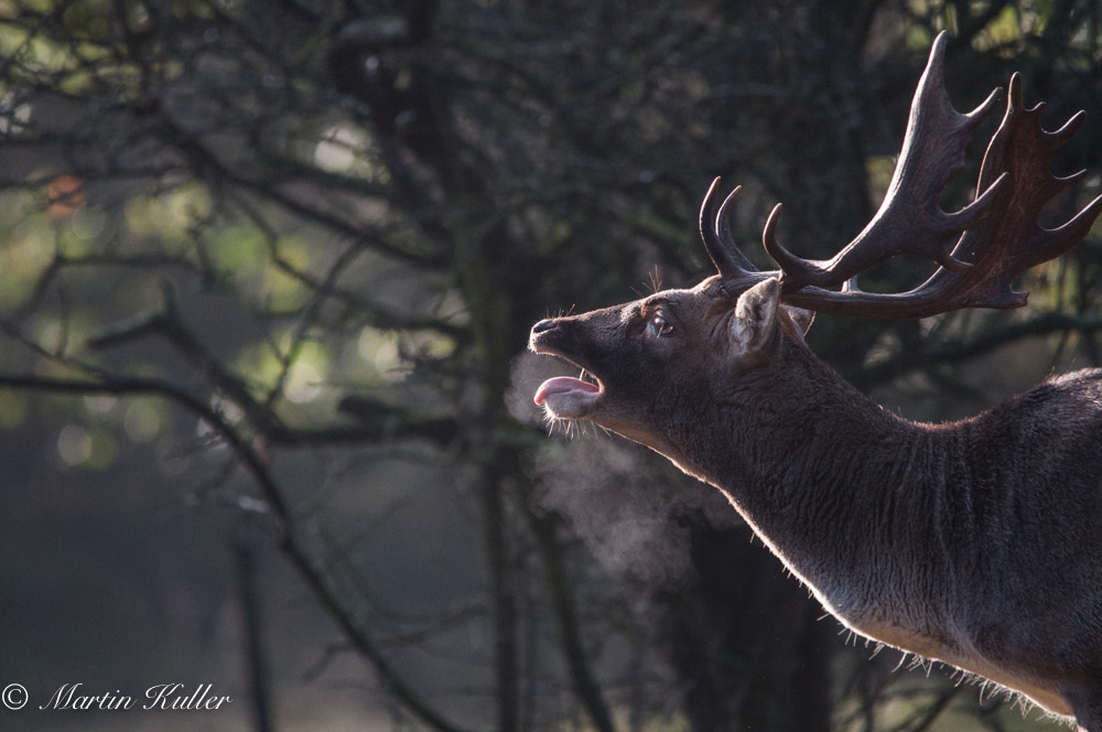 Sigma 150-500mm F5-6.3 DG OS HSM sample photo. Burling photography