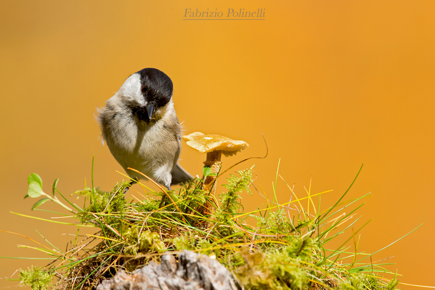 Canon EF 500mm F4L IS II USM sample photo. Cincia bigia photography