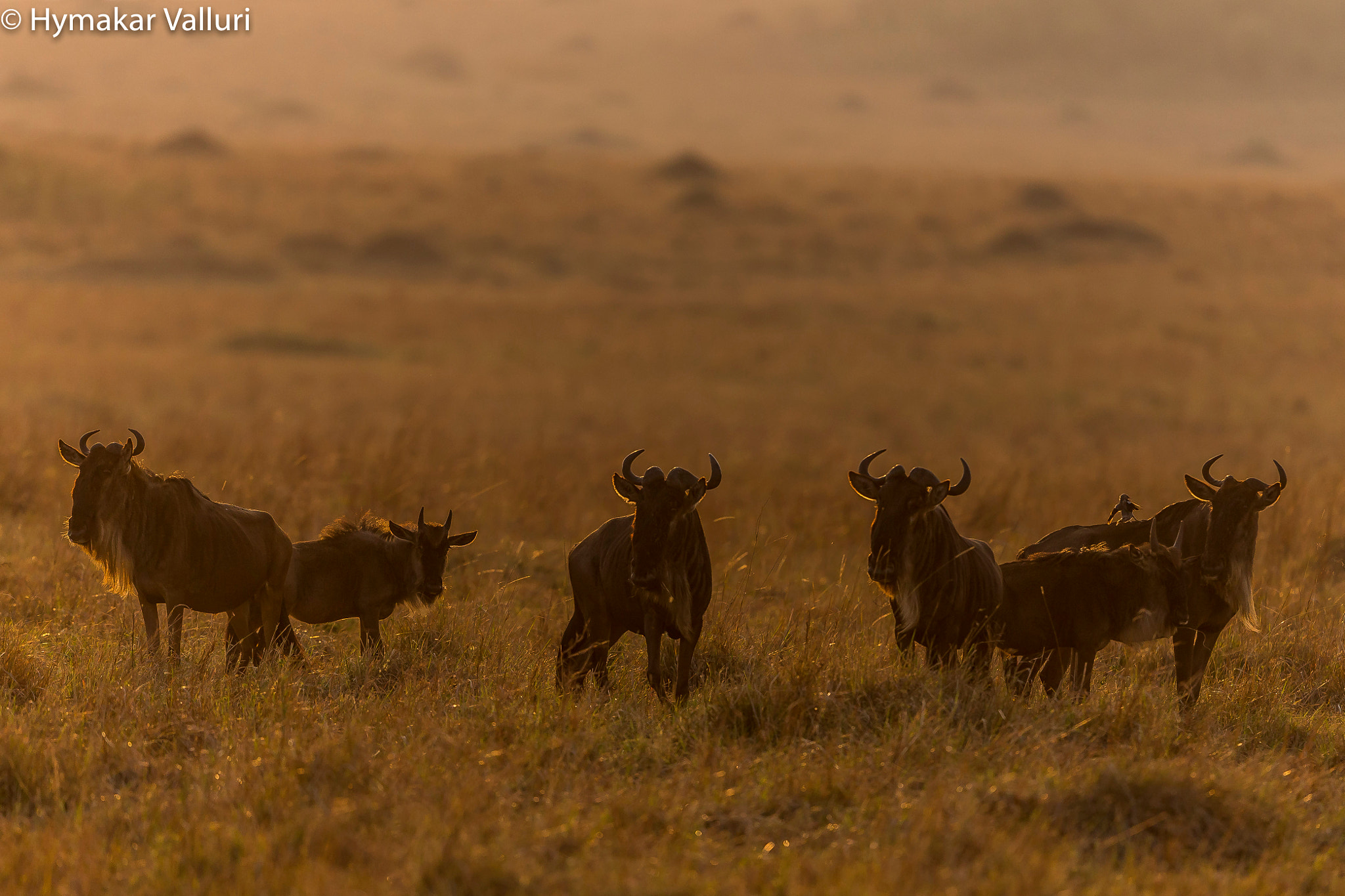 Canon EOS-1D X + Canon EF 500mm F4L IS II USM sample photo. Wildebeest photography