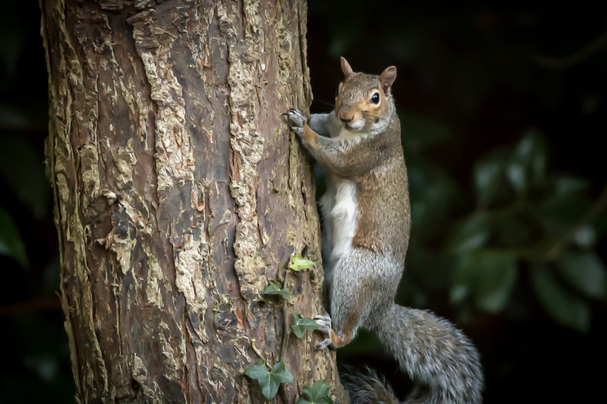 Canon EOS 70D + Canon EF 400mm F5.6L USM sample photo. Grey squirrel photography