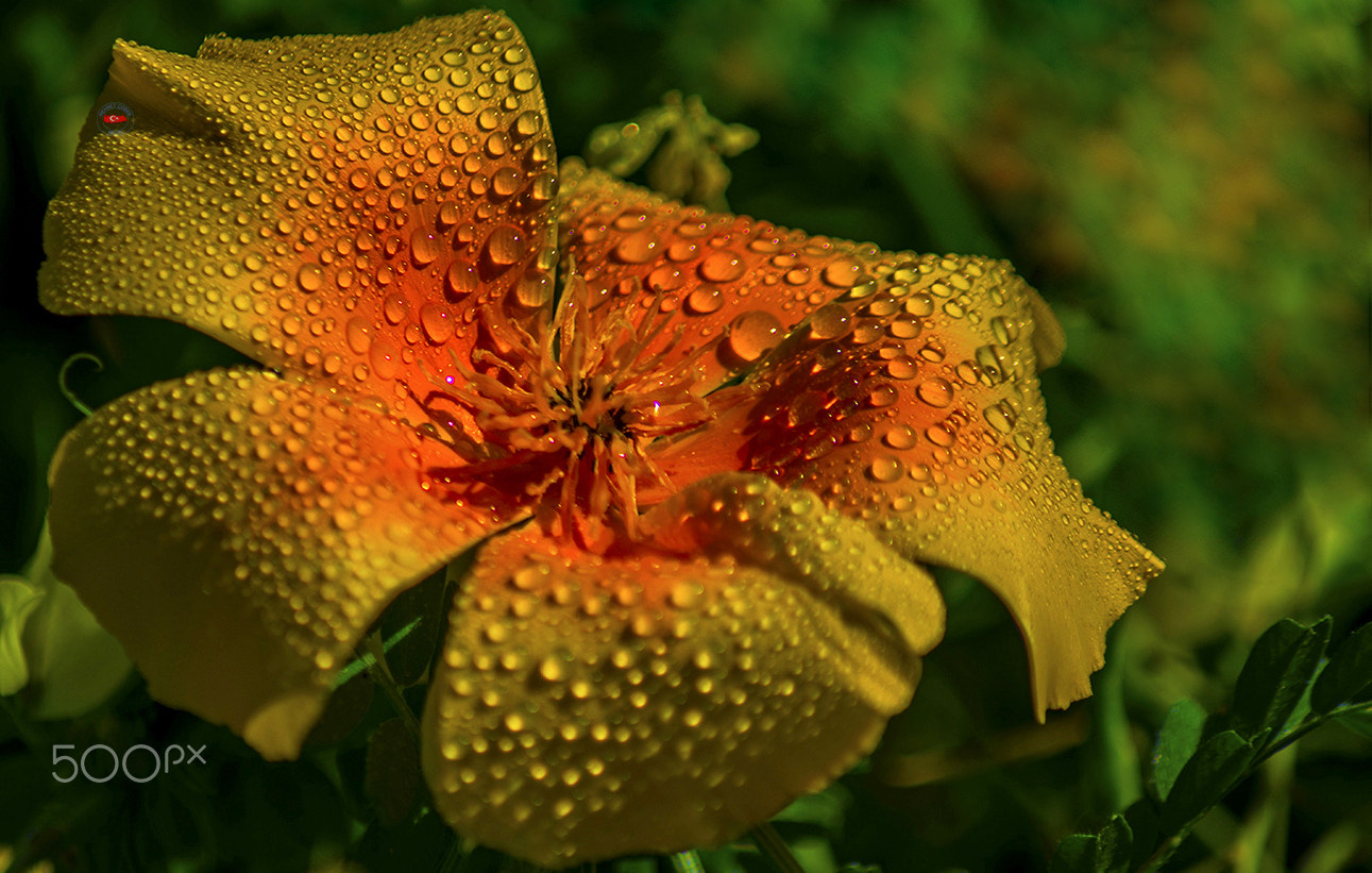 Pentax K-3 II sample photo. Water and feelings photography