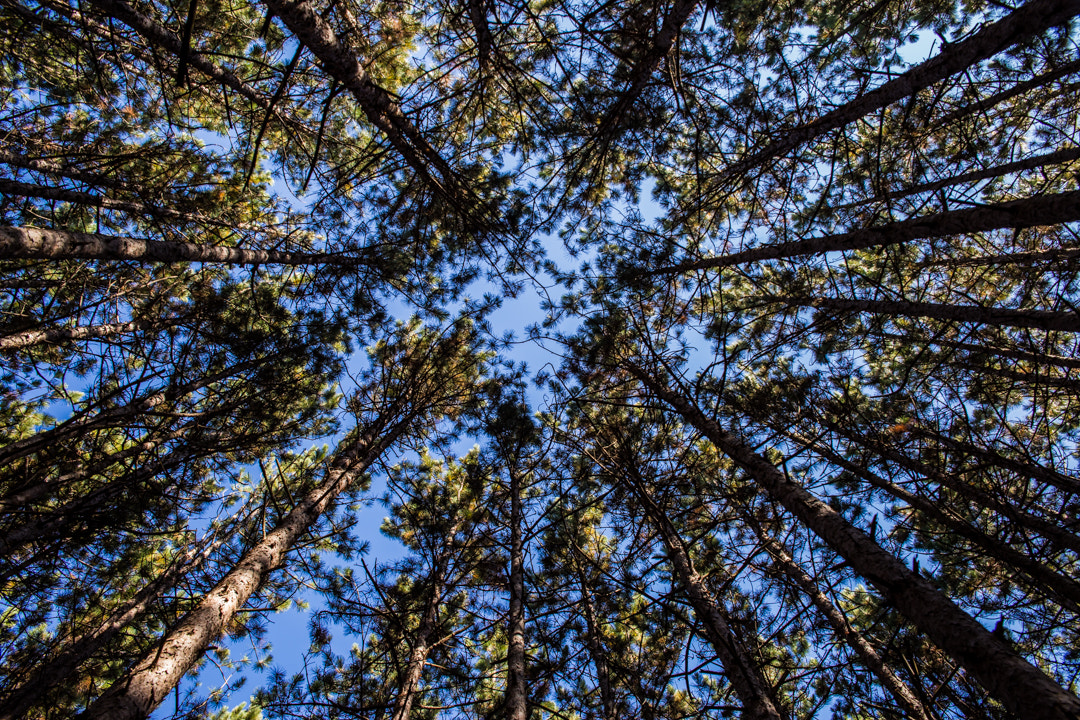 Canon EOS 6D + Canon EF 400mm f/2.8L sample photo. Look up. photography
