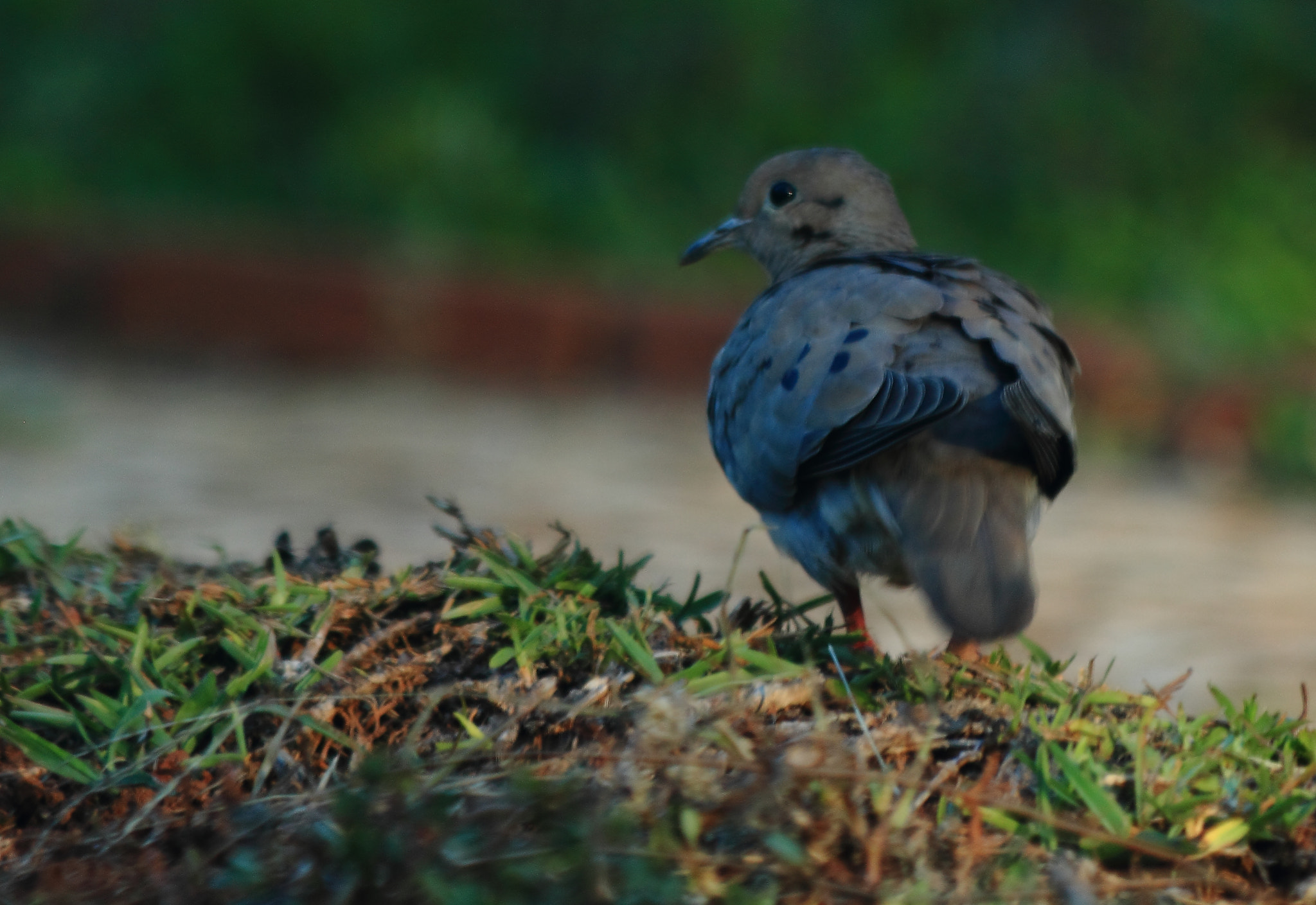 Canon EOS 600D (Rebel EOS T3i / EOS Kiss X5) + Canon EF 70-300mm F4-5.6 IS USM sample photo. Ruddy ground-dove photography