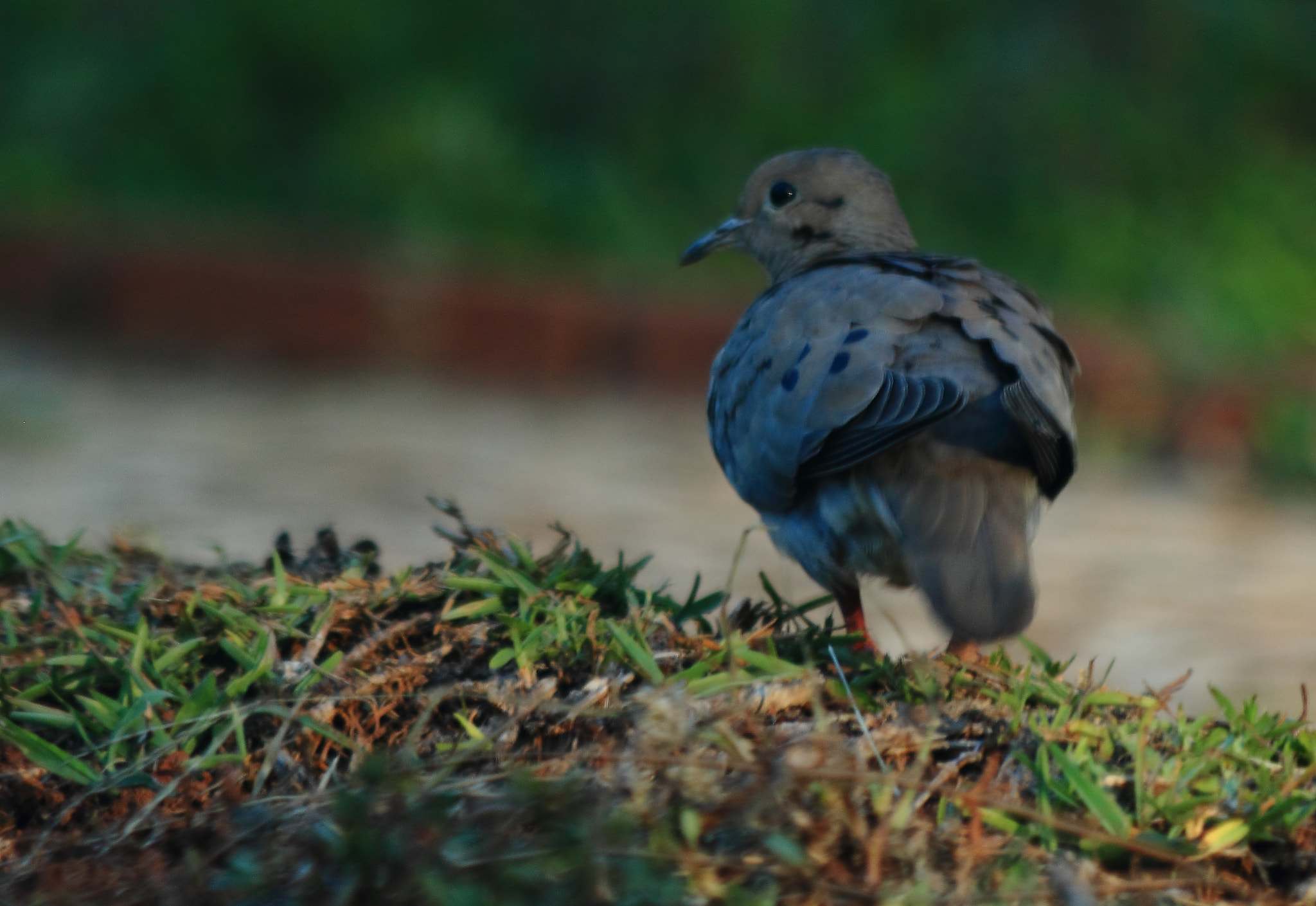 Canon EF 70-300mm F4-5.6 IS USM sample photo. Ruddy ground-dove photography