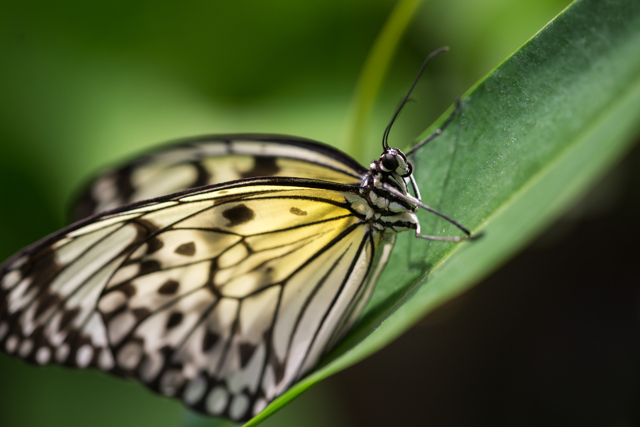 Sigma 105mm F2.8 EX DG OS HSM sample photo