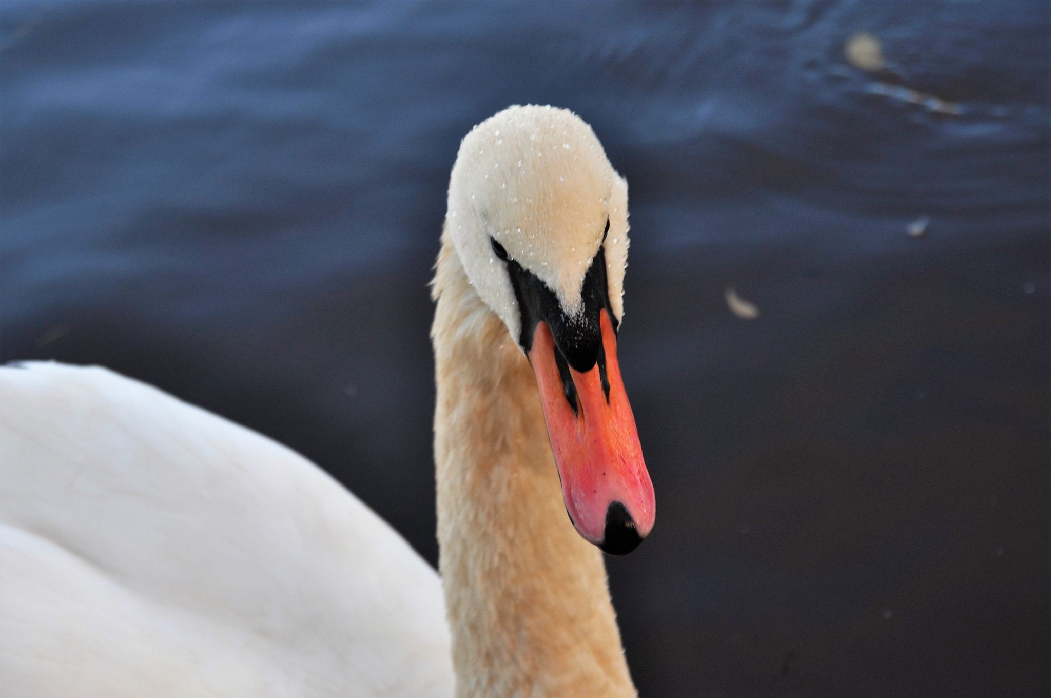 Nikon D90 + Sigma 18-200mm F3.5-6.3 DC sample photo. Swan photography