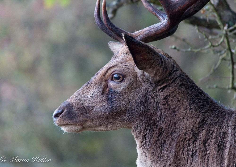 Sigma 150-500mm F5-6.3 DG OS HSM sample photo. Very close photography