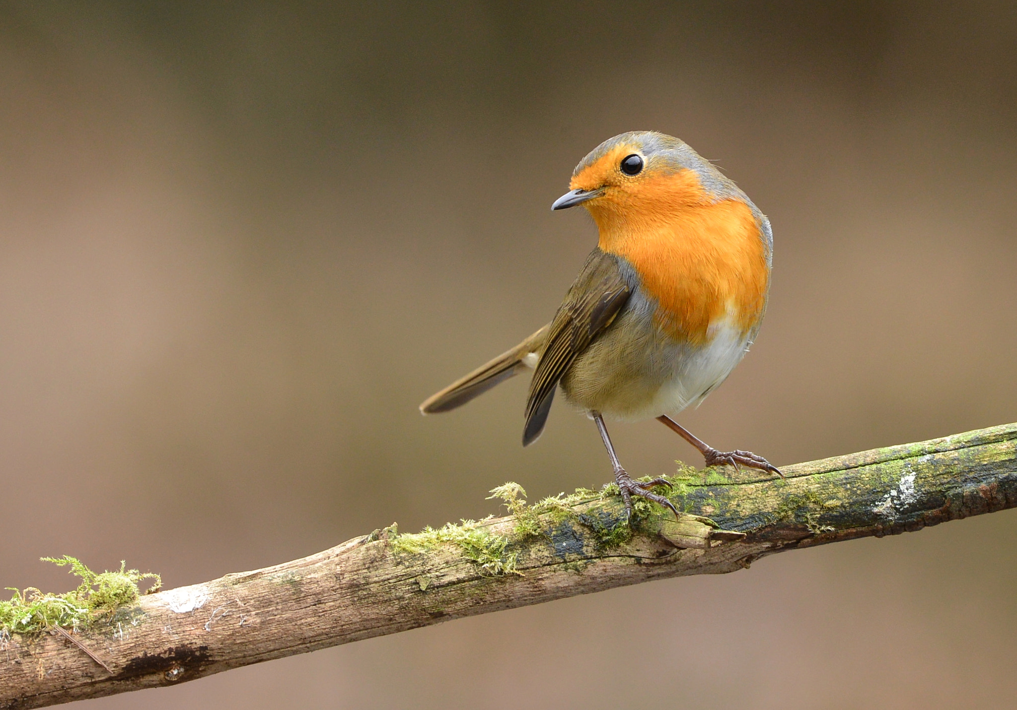 Nikon D600 + Nikon AF-S Nikkor 500mm F4G ED VR sample photo. Red robin photography