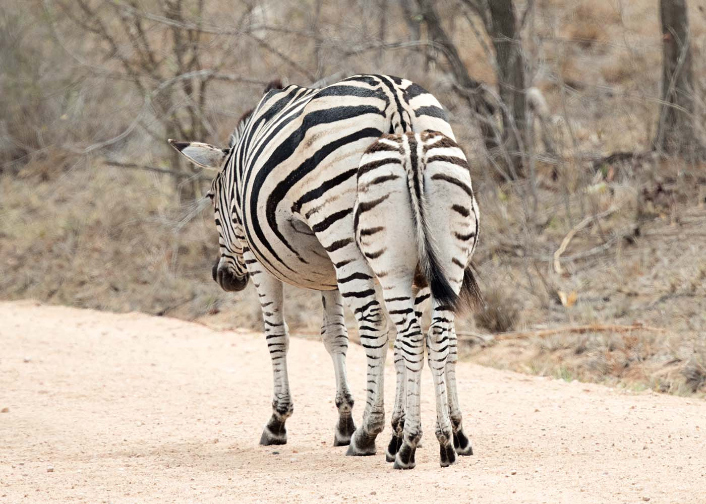 Canon EF 500mm F4L IS II USM sample photo. How many zebra's? photography