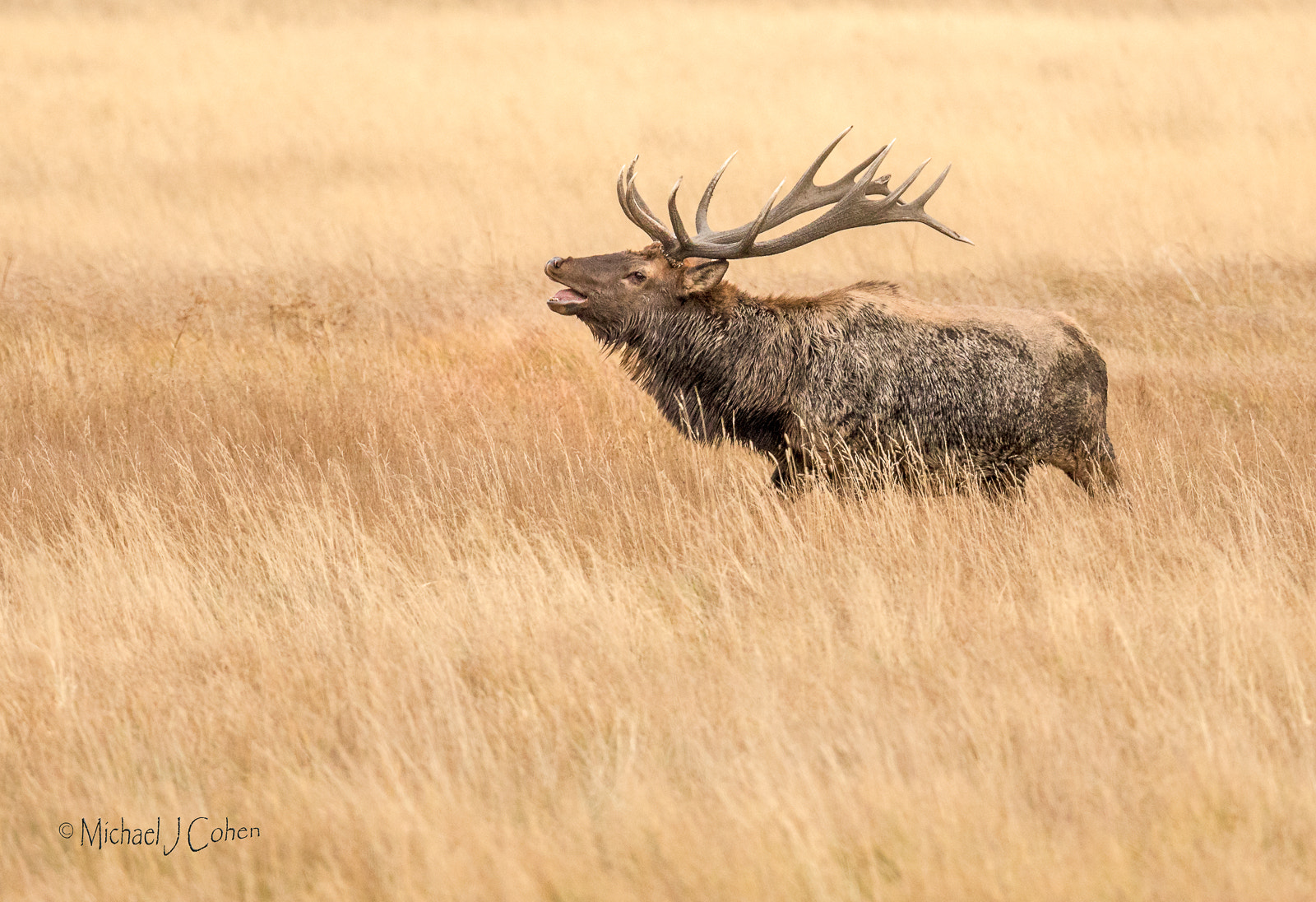 Canon EOS 5D Mark IV + Canon EF 600mm F4L IS II USM sample photo. Elk bugling in field photography