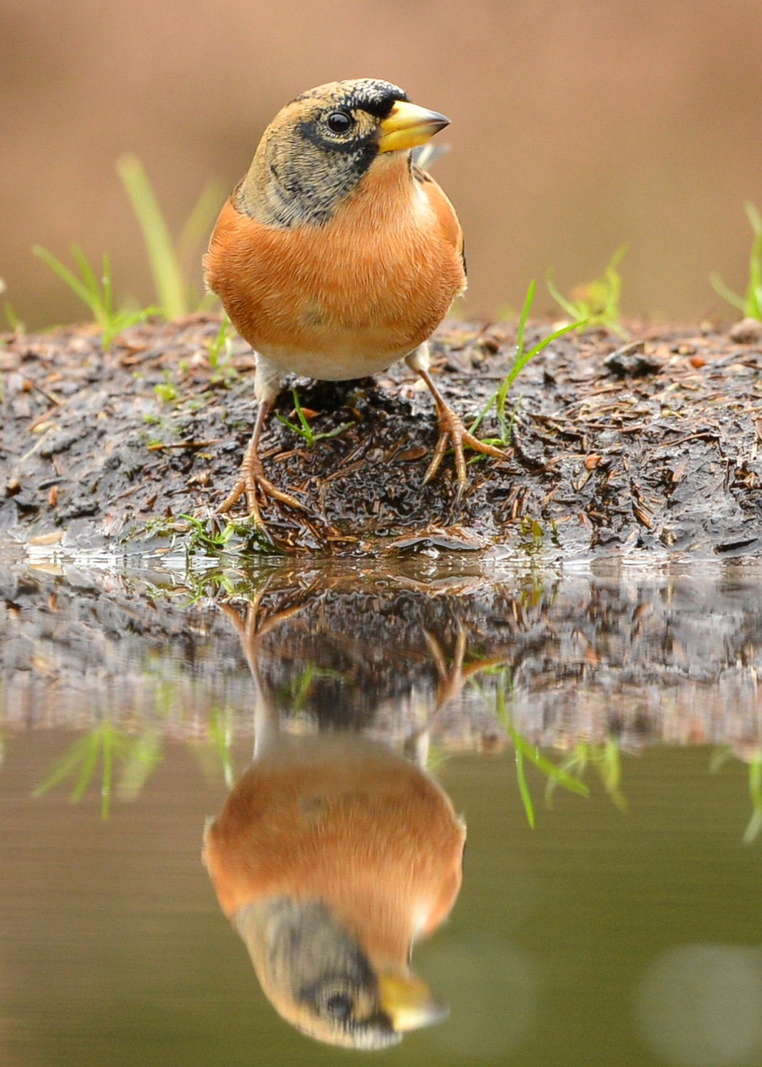 Nikon D600 + Nikon AF-S Nikkor 500mm F4G ED VR sample photo. Keep photography