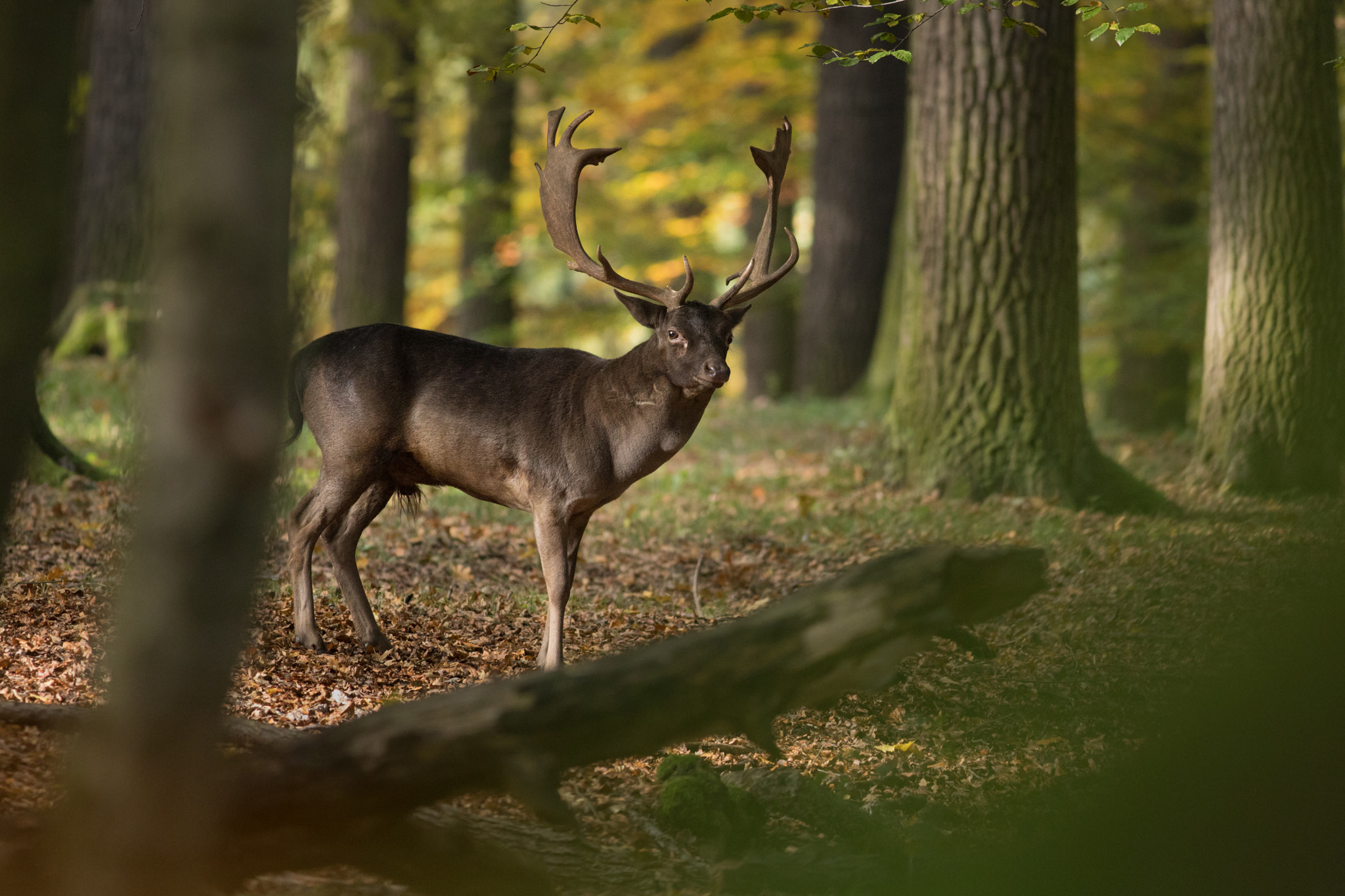 Canon EF 400mm F5.6L USM sample photo. Daněk evropský (dama dama)

 photography