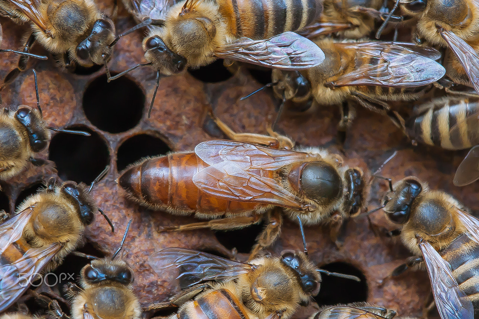 Tamron SP AF 180mm F3.5 Di LD (IF) Macro sample photo. The queen of the hive photography