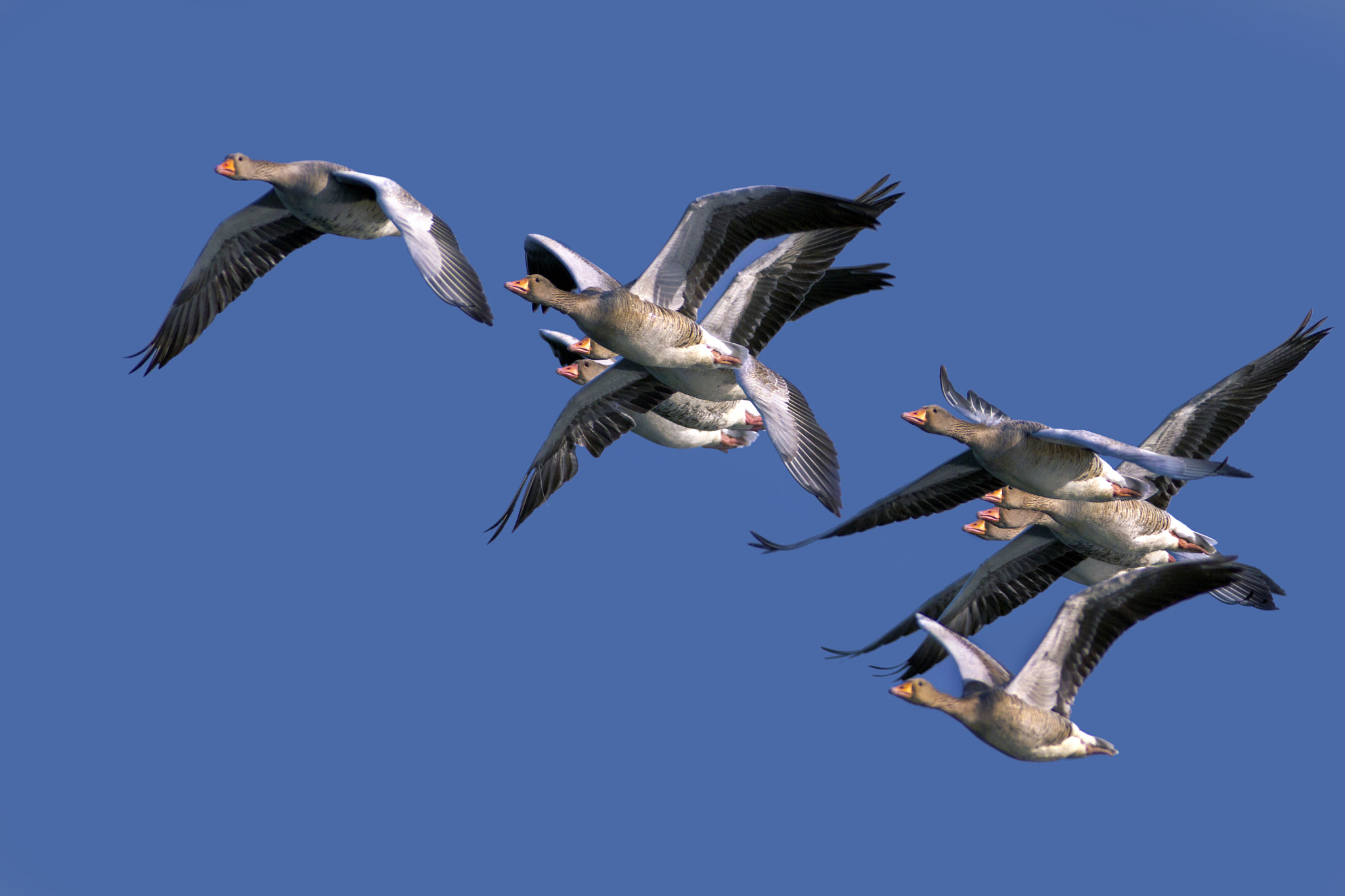 Canon EOS 7D + Canon EF 300mm f/2.8L + 2x sample photo. Wild geese photography