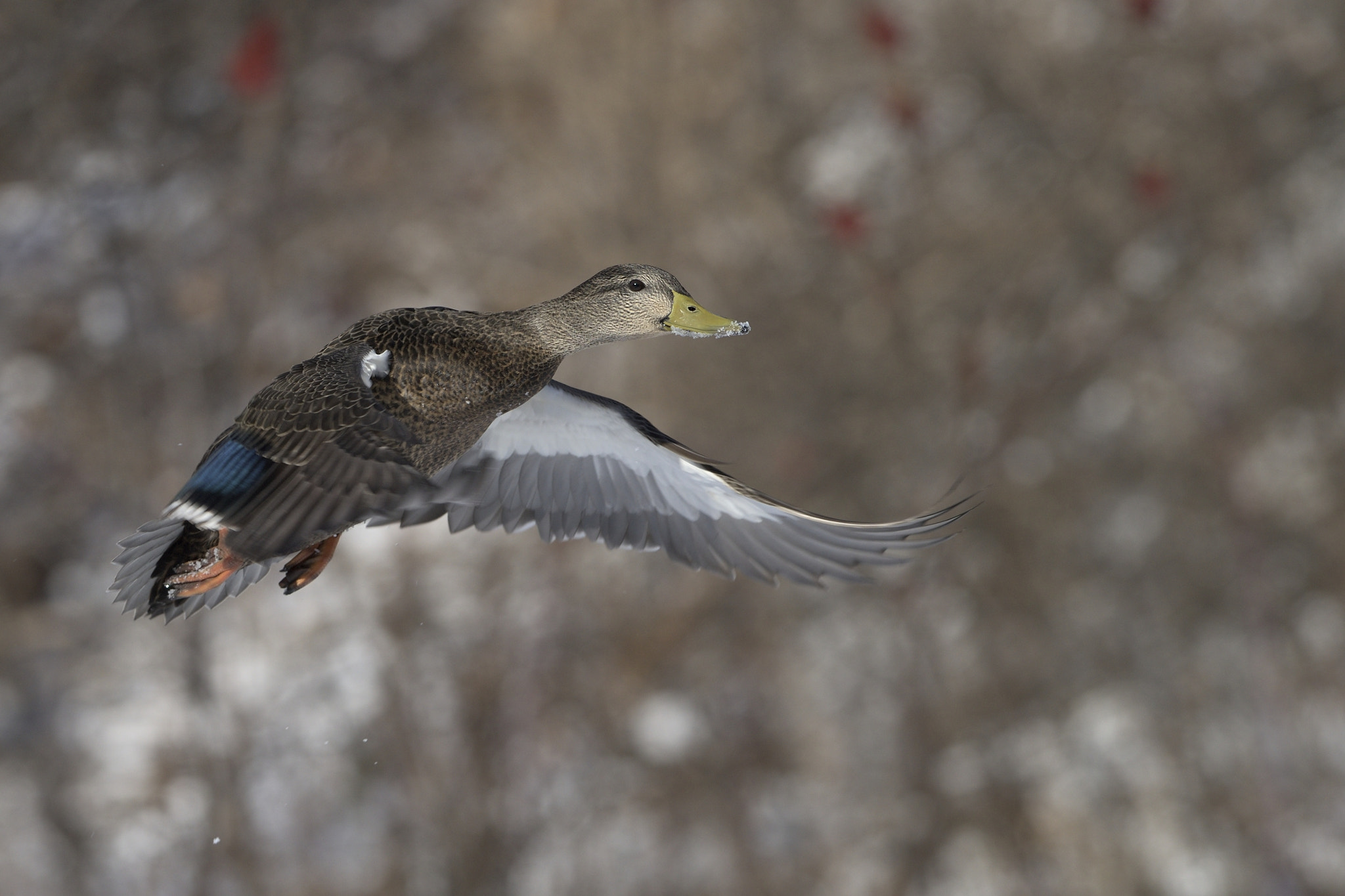 Nikon AF-S Nikkor 300mm F2.8G ED-IF VR sample photo. Duck in flight photography