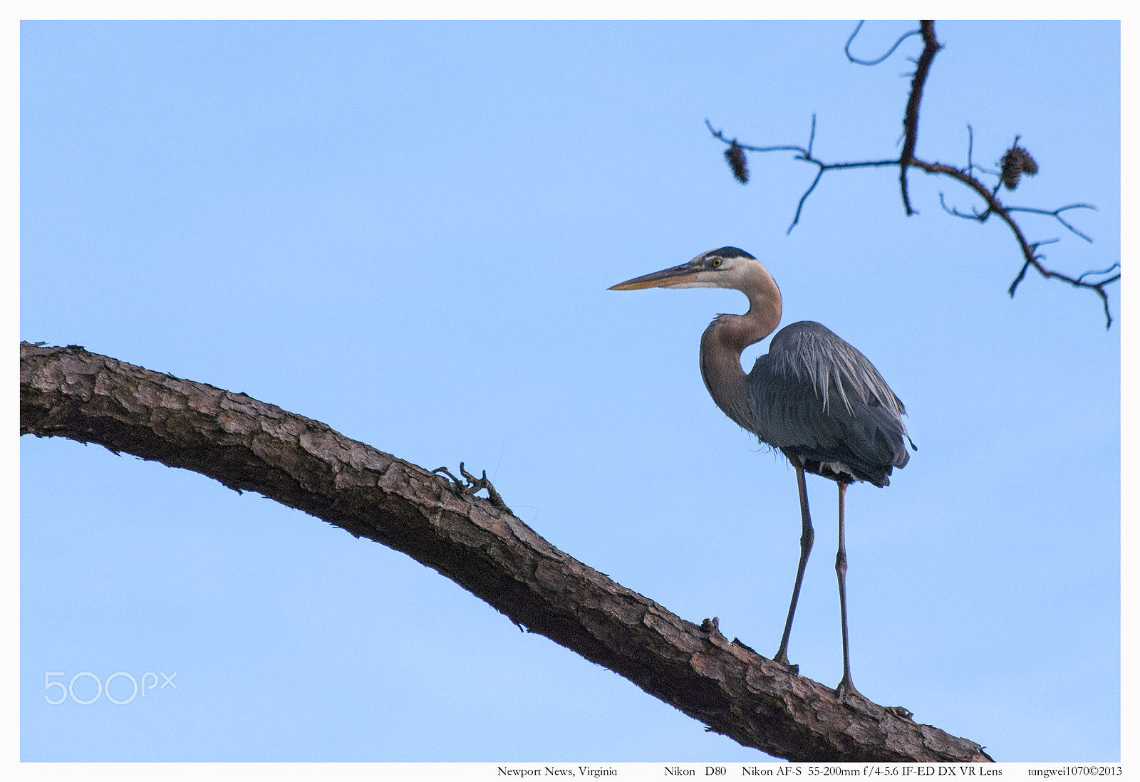 Nikon D80 sample photo. A heron photography