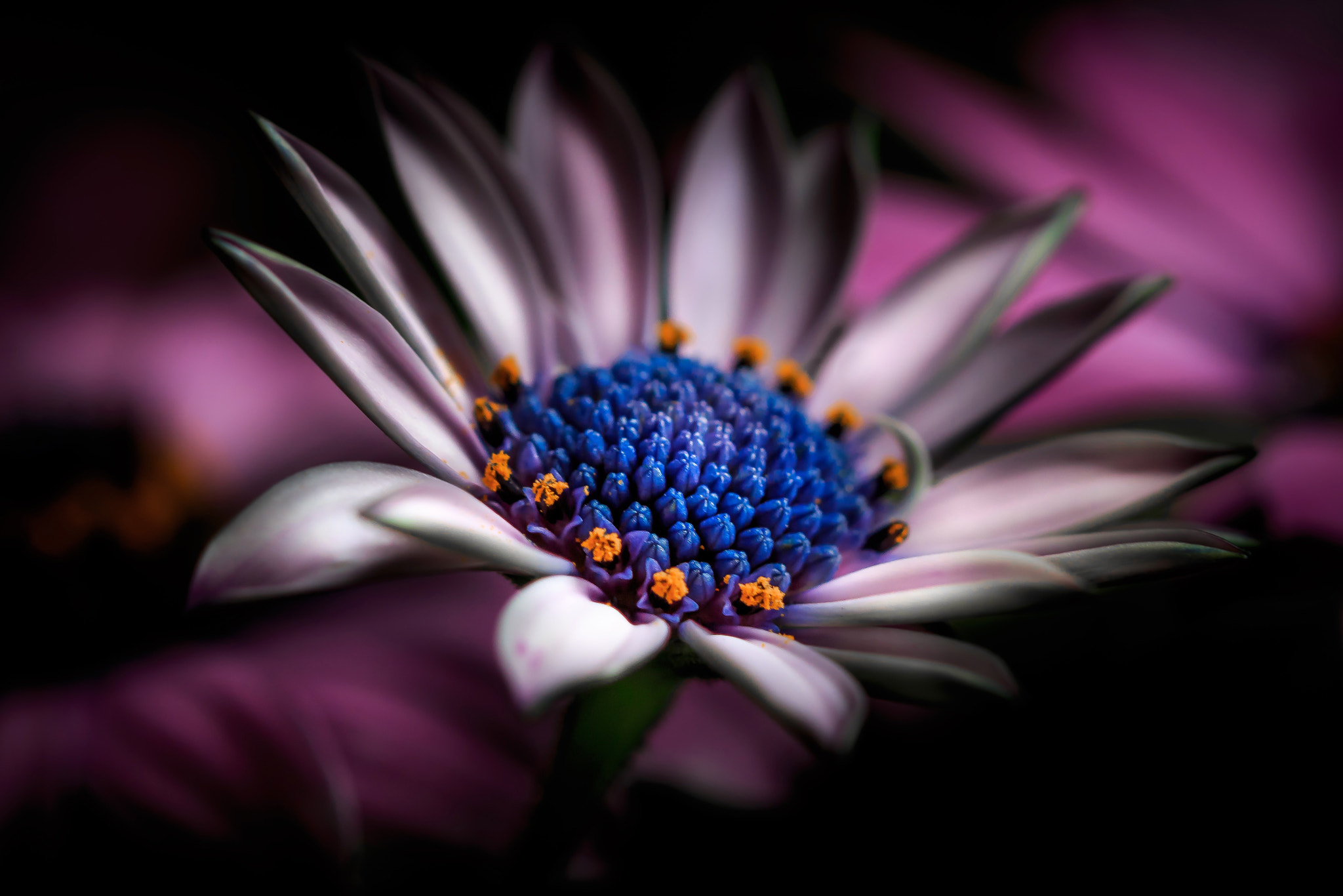 Canon EF 100mm F2.8 Macro USM sample photo. Seek photography