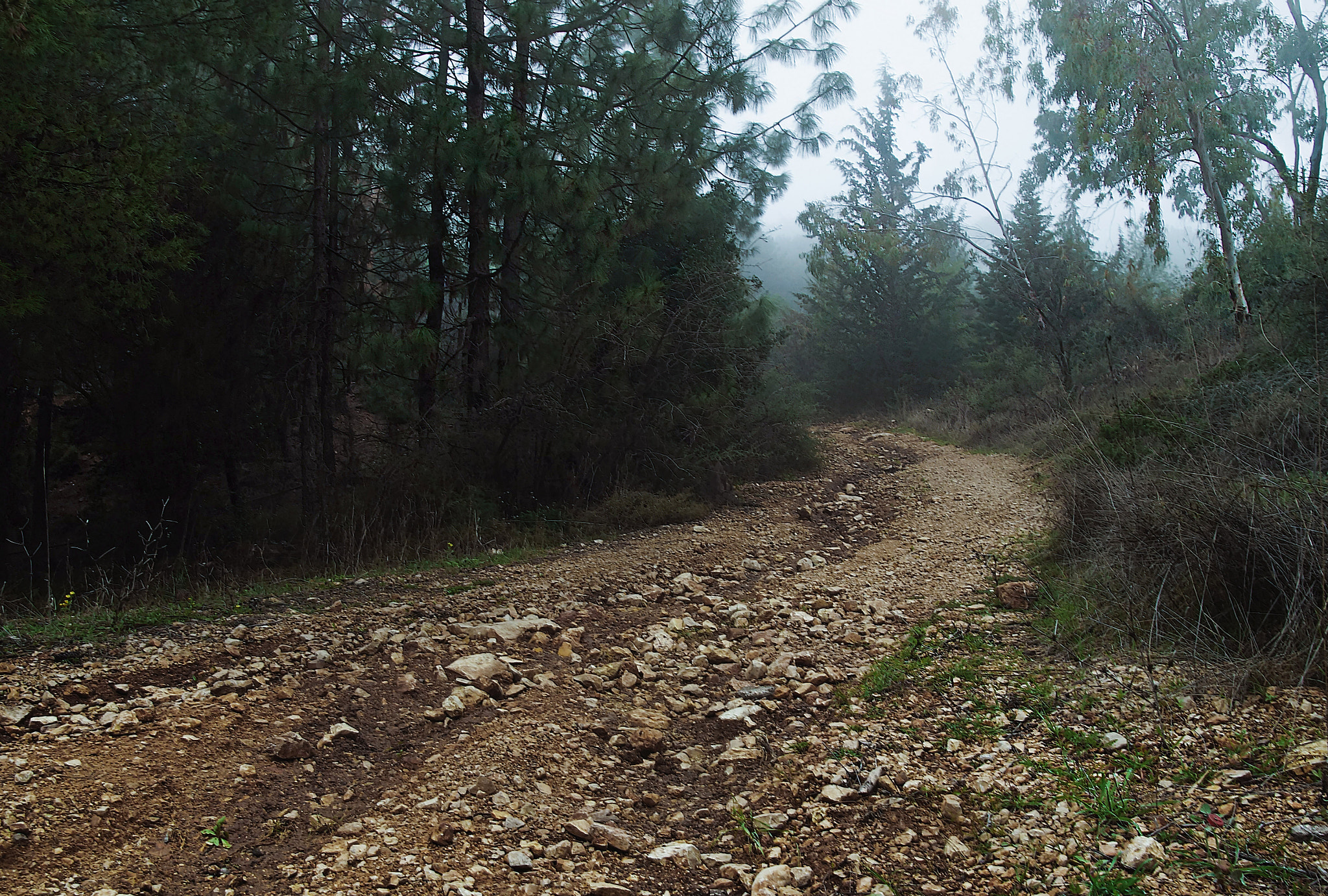 Sony Alpha a3000 sample photo. Path in winter forest photography