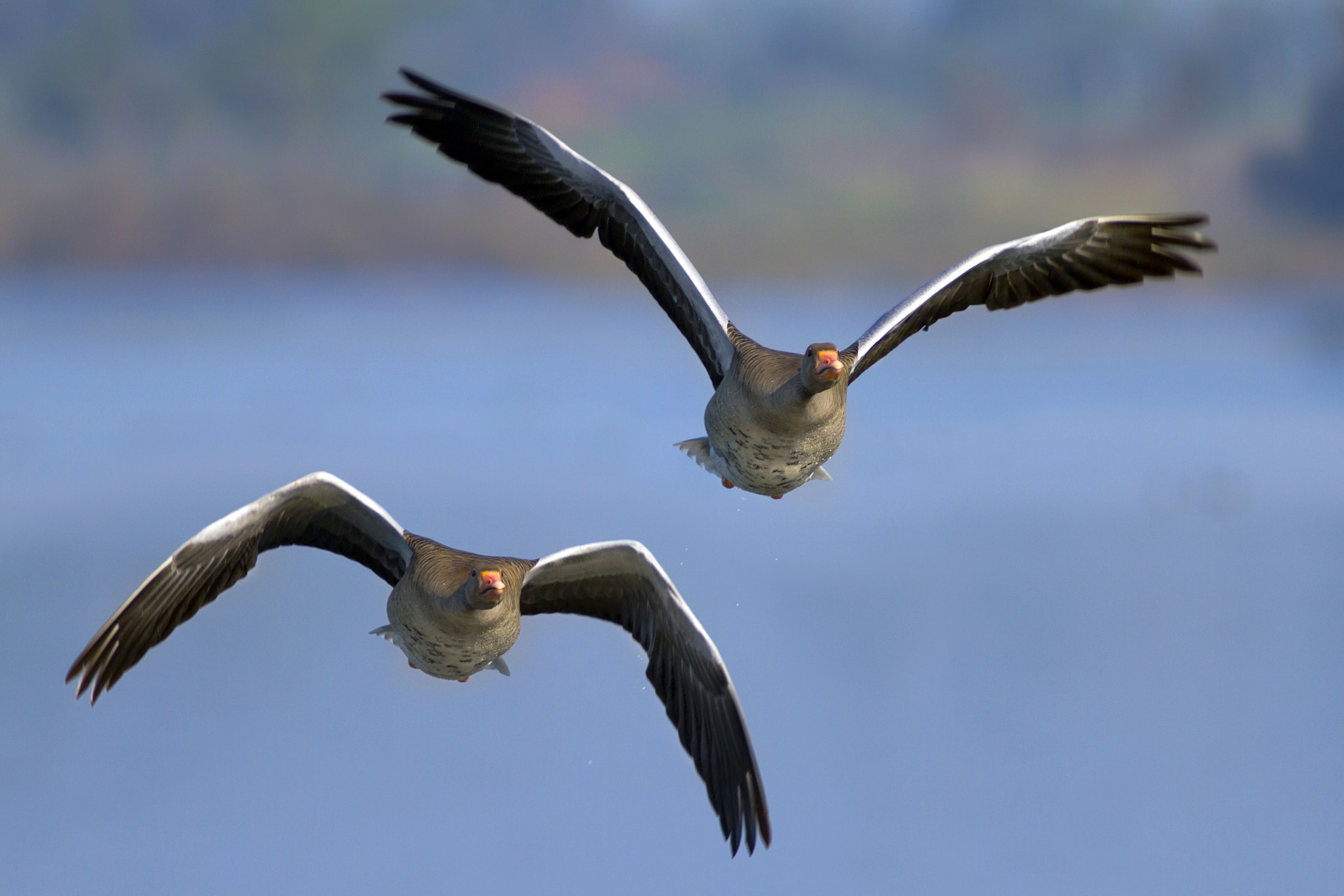 Canon EOS 7D + Canon EF 300mm f/2.8L + 1.4x sample photo. Wild geese photography