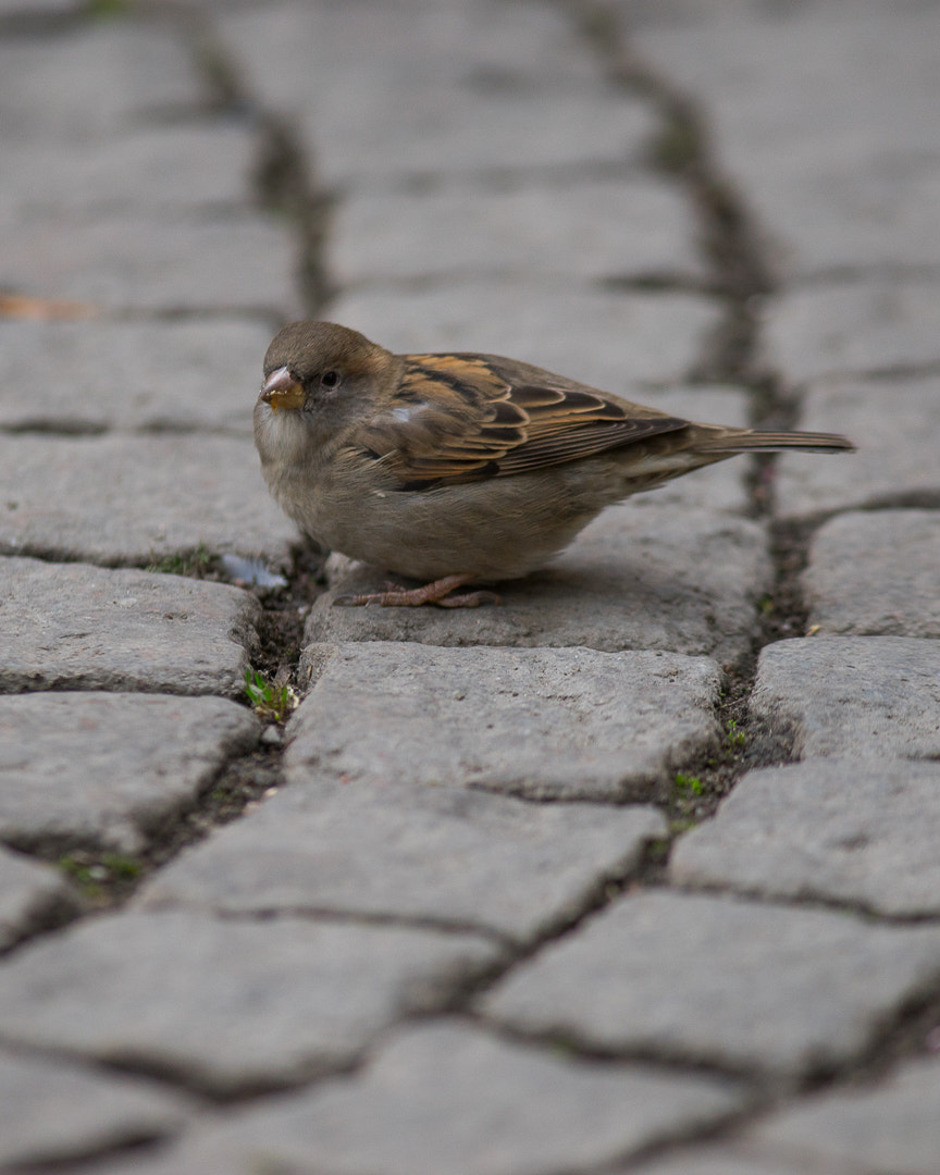 Canon EF 300mm F4L IS USM sample photo