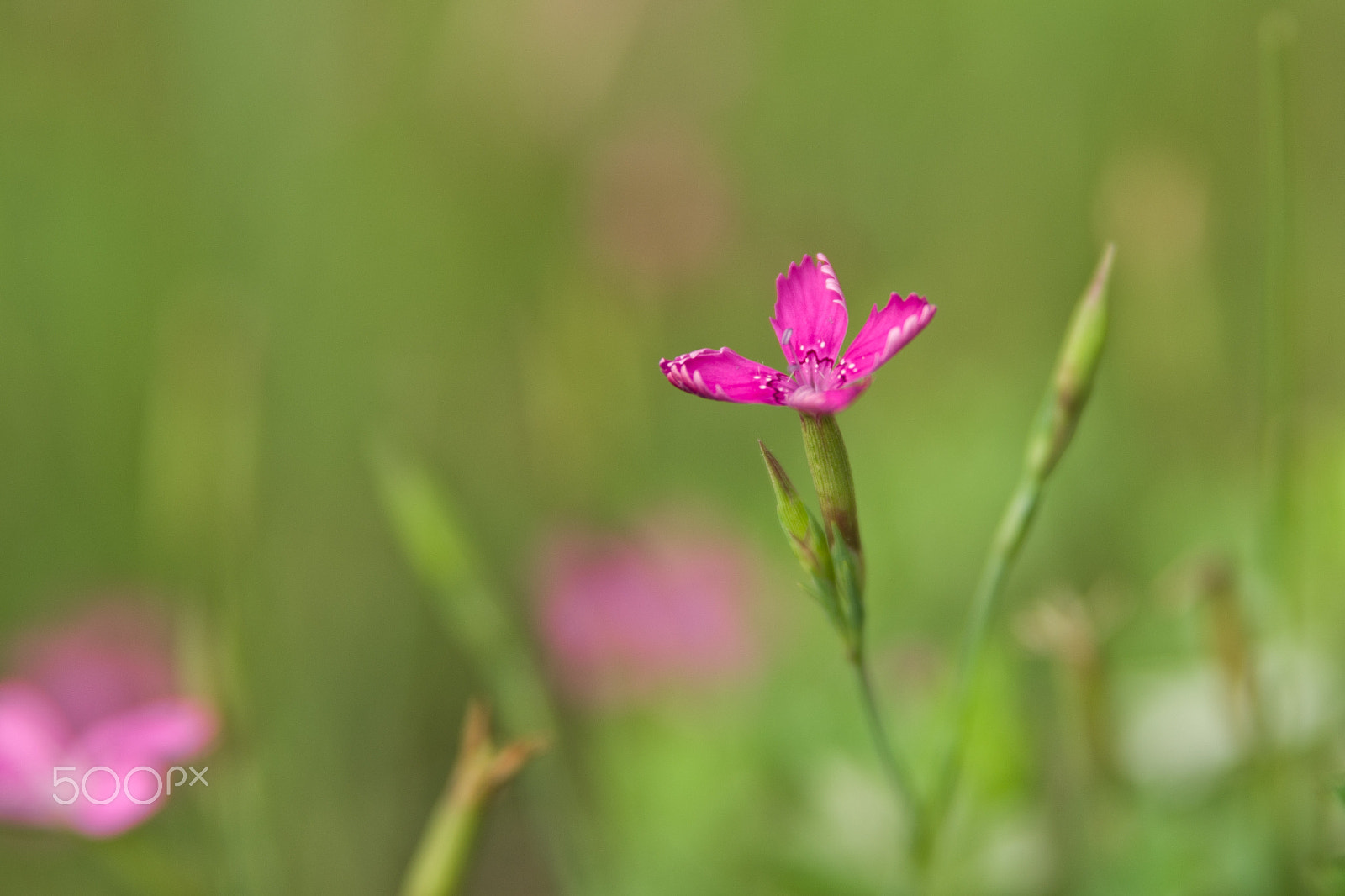 Tamron AF 28-75mm F2.8 XR Di LD Aspherical (IF) sample photo. Flower photography