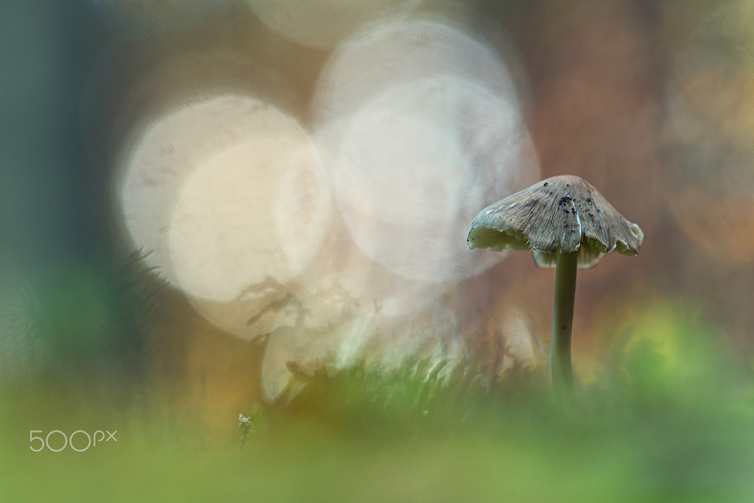 Nikon D500 + Sigma 150mm F2.8 EX DG Macro HSM sample photo. Mycena photography