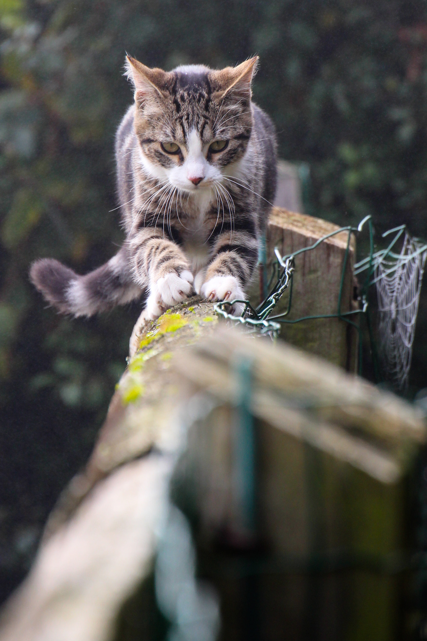 Canon EOS 100D (EOS Rebel SL1 / EOS Kiss X7) sample photo. Cat on the fence photography