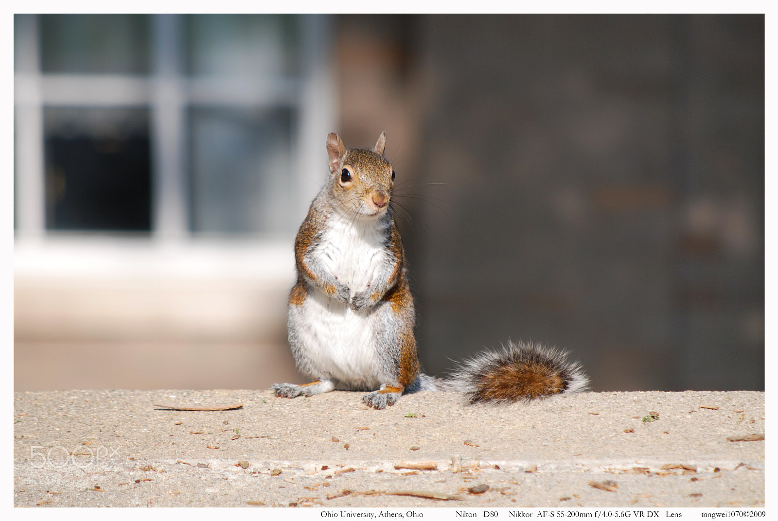 Nikon D80 sample photo. A little buddy photography
