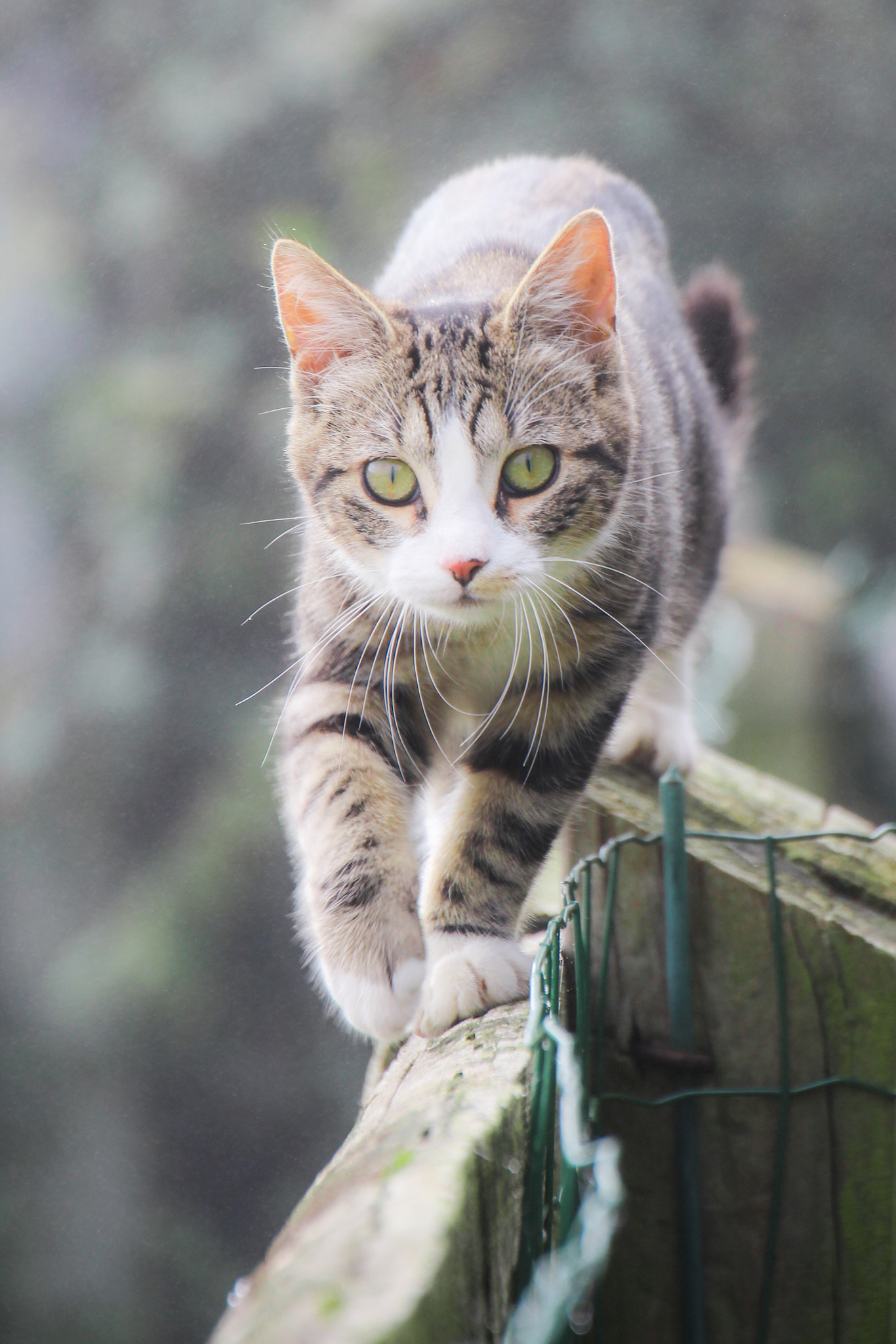 Canon EOS 100D (EOS Rebel SL1 / EOS Kiss X7) sample photo. Cat on the fence photography