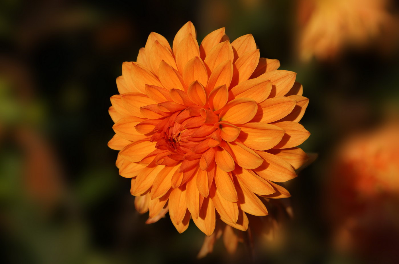 Sony E 18-200mm F3.5-6.3 OSS sample photo. Orange dahlia photography