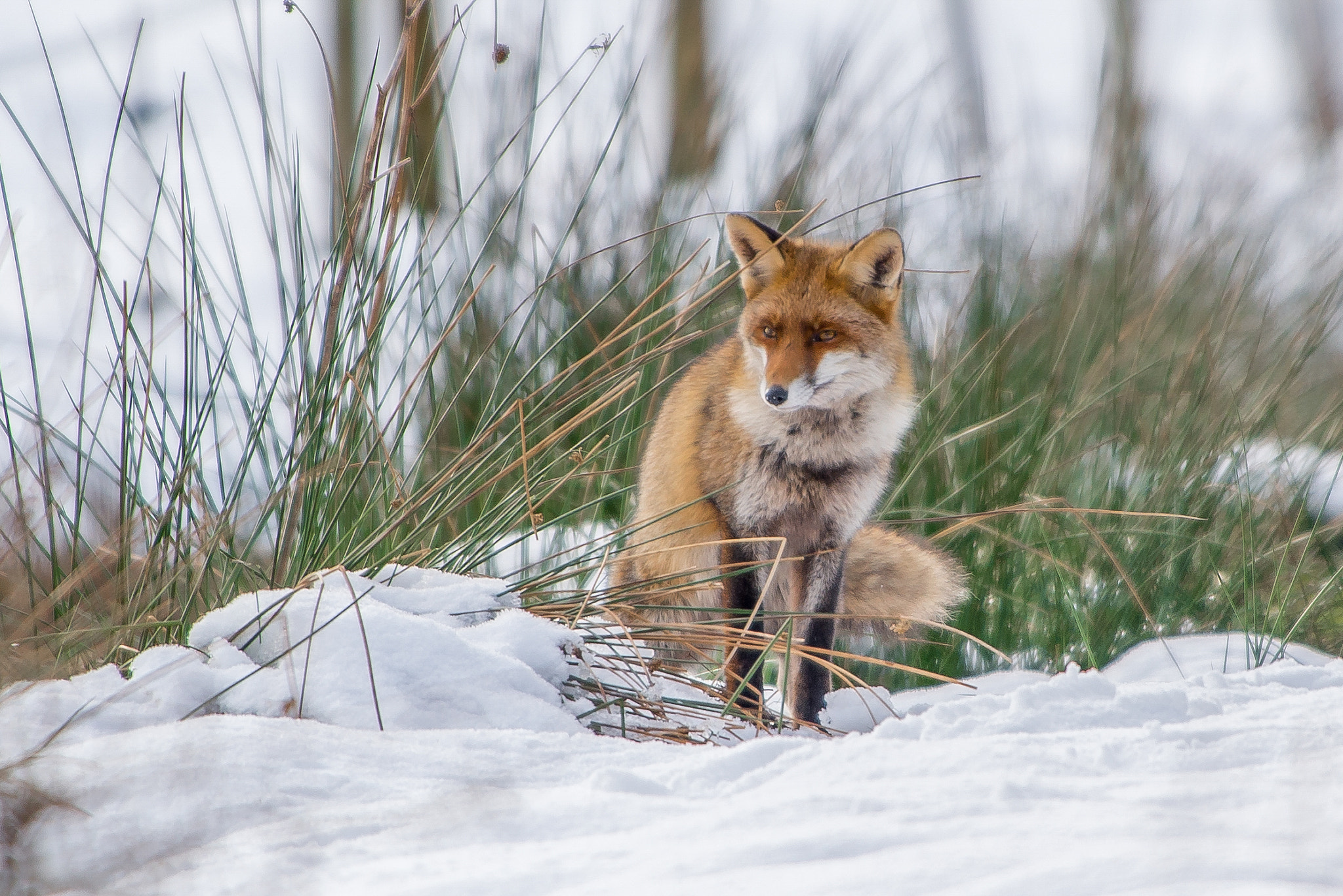 Nikon AF-S Nikkor 300mm F2.8G ED VR II sample photo. Renard photography