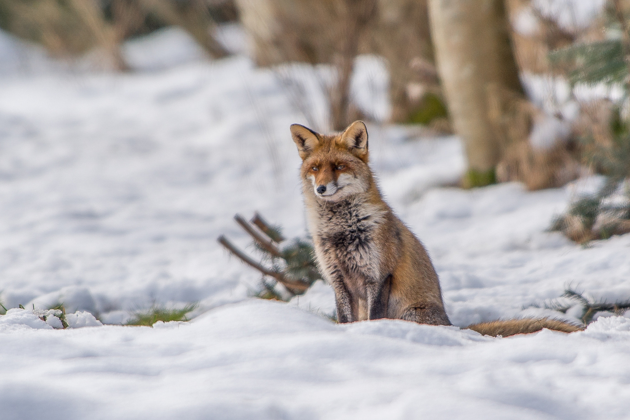 Nikon AF-S Nikkor 300mm F2.8G ED VR II sample photo. Renard photography