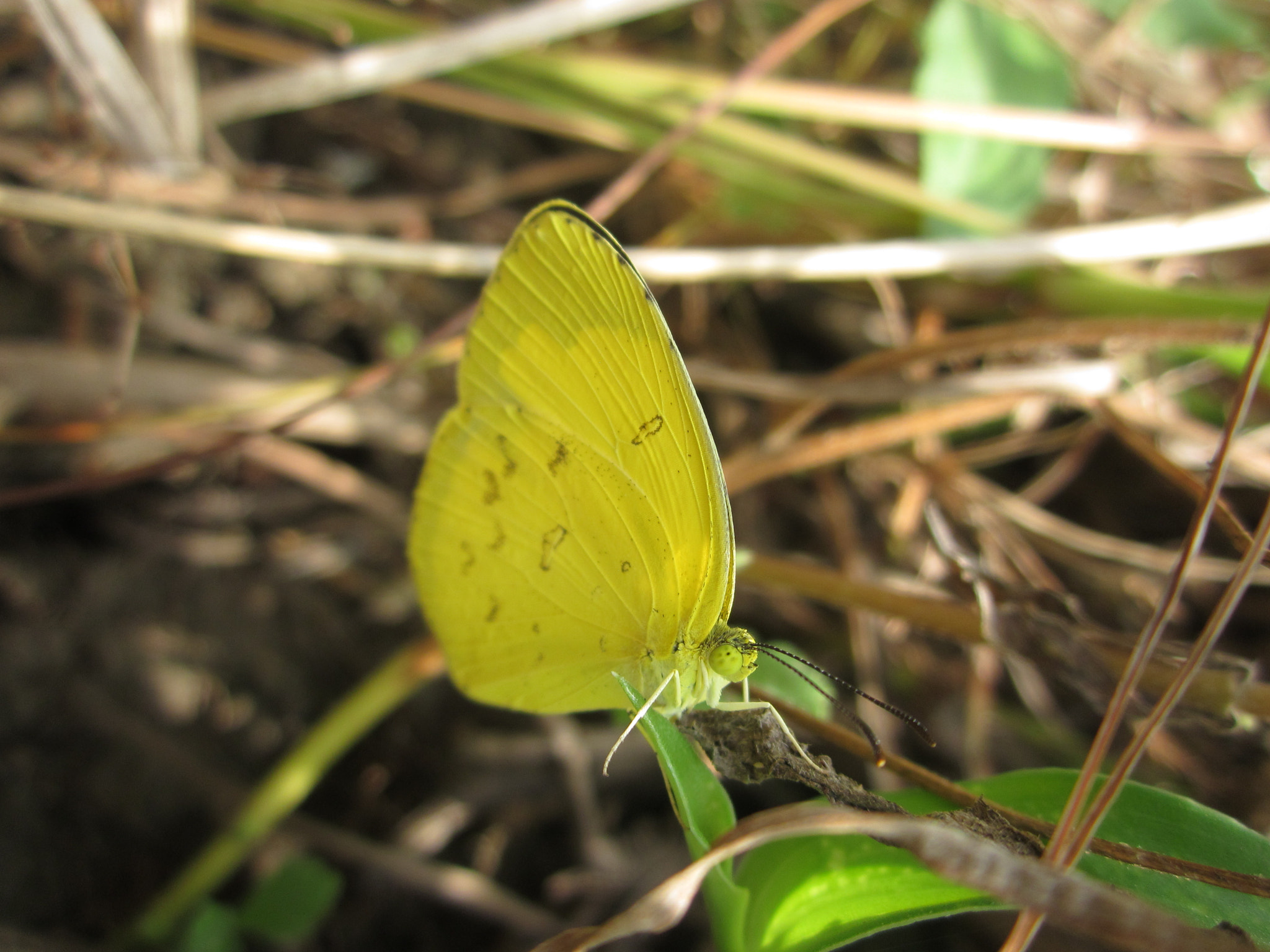 Canon PowerShot A1200 sample photo. Grass yellow butterfly  photography