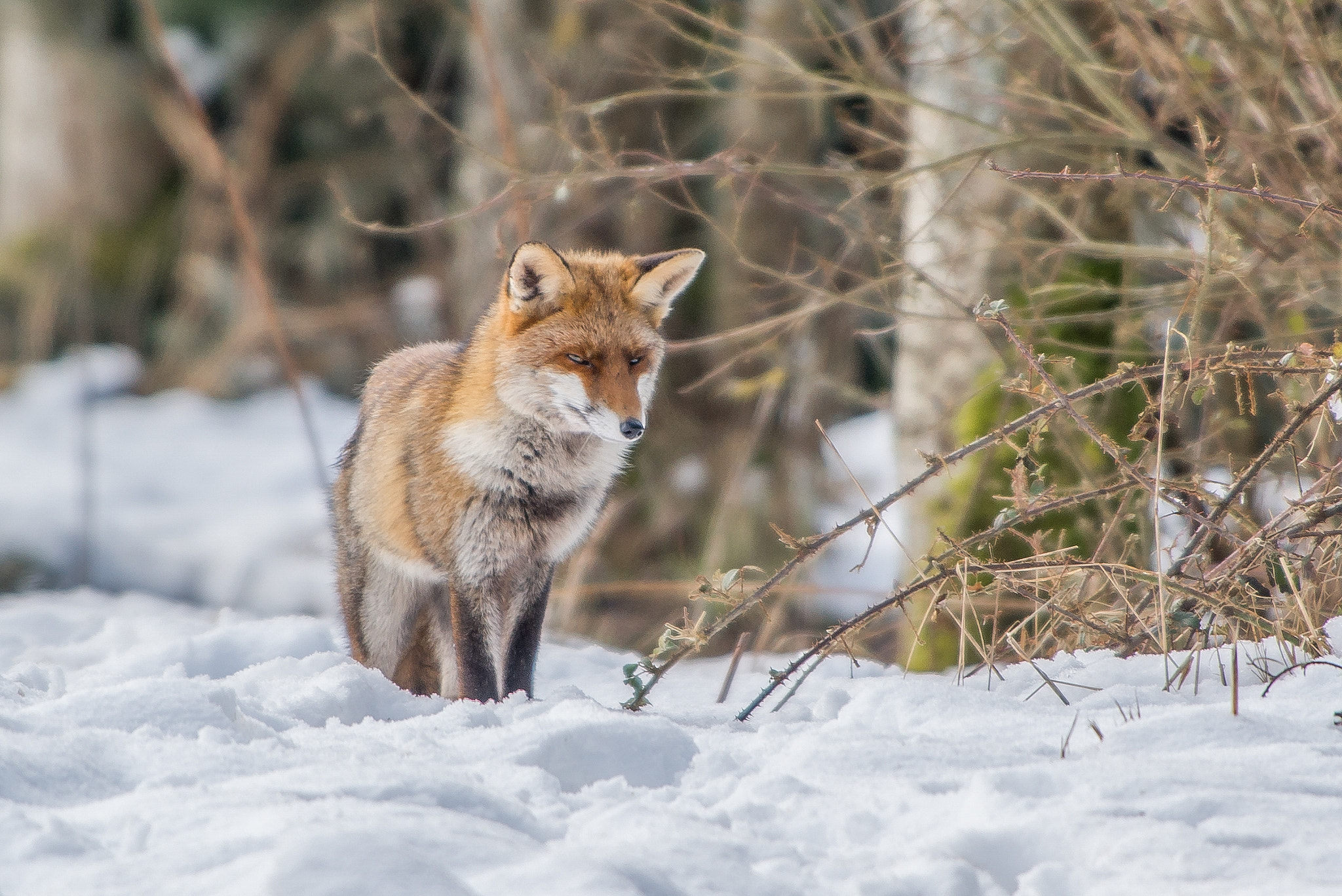 Nikon AF-S Nikkor 300mm F2.8G ED VR II sample photo. Renard photography