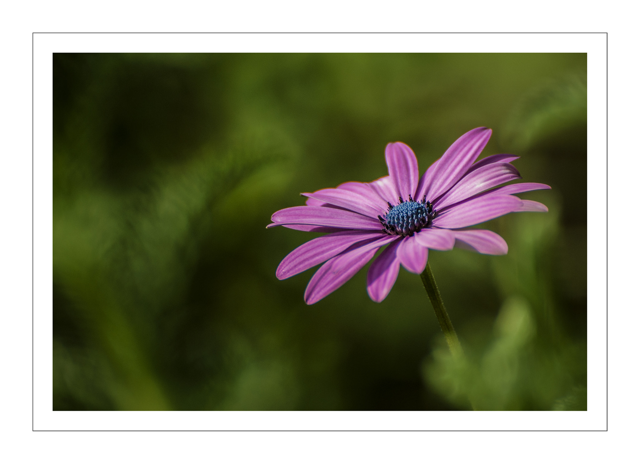 Nikon D3000 sample photo. Beauty of purple photography