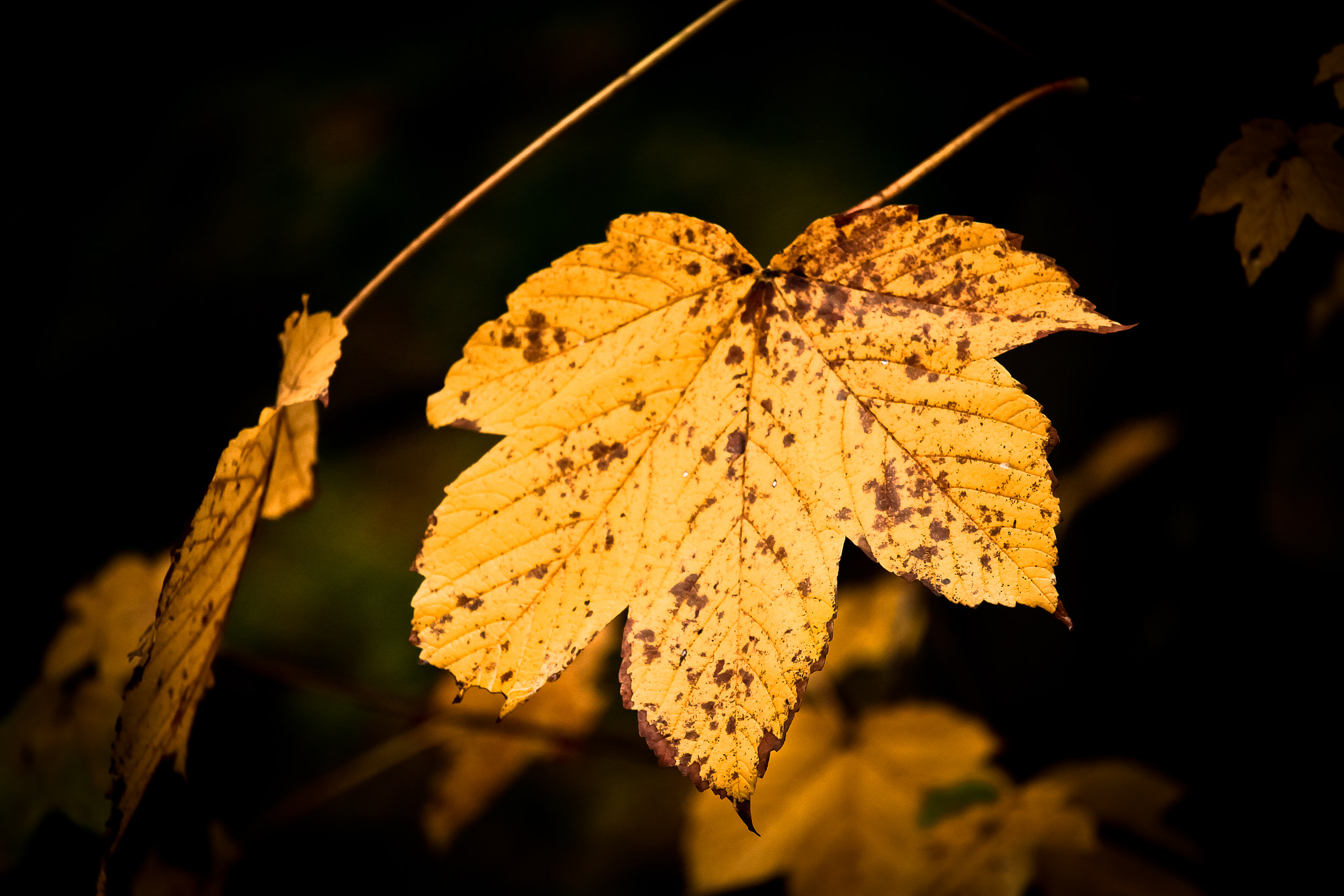 Canon EF-S 55-250mm F4-5.6 IS STM sample photo. Autumn... photography