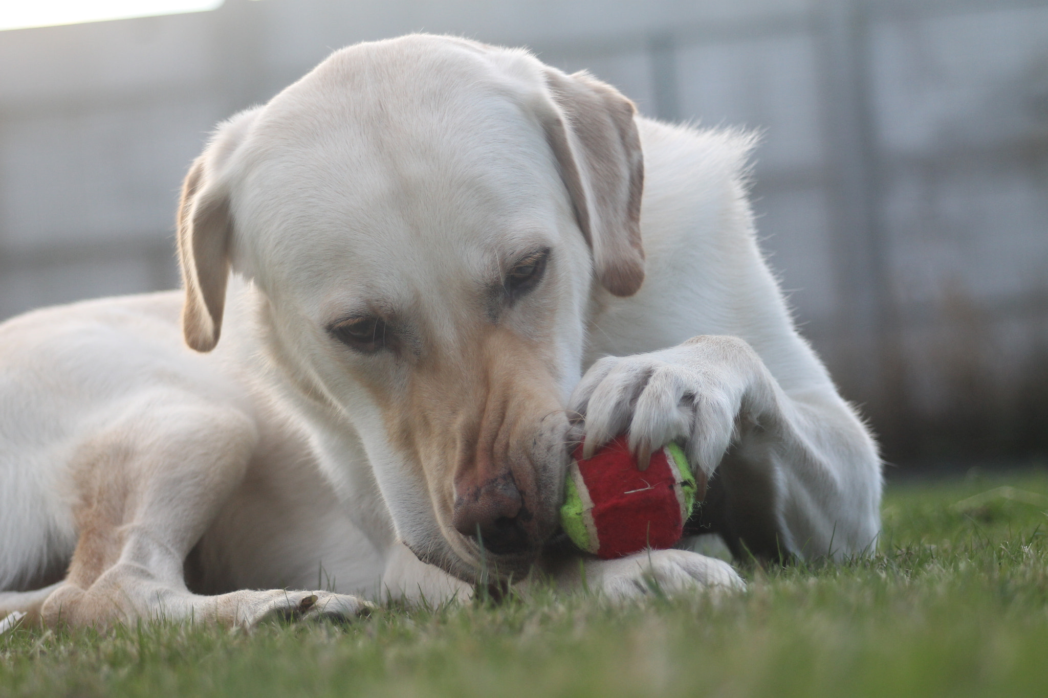 Canon EF 80-200mm F4.5-5.6 II sample photo. Holding a ball photography