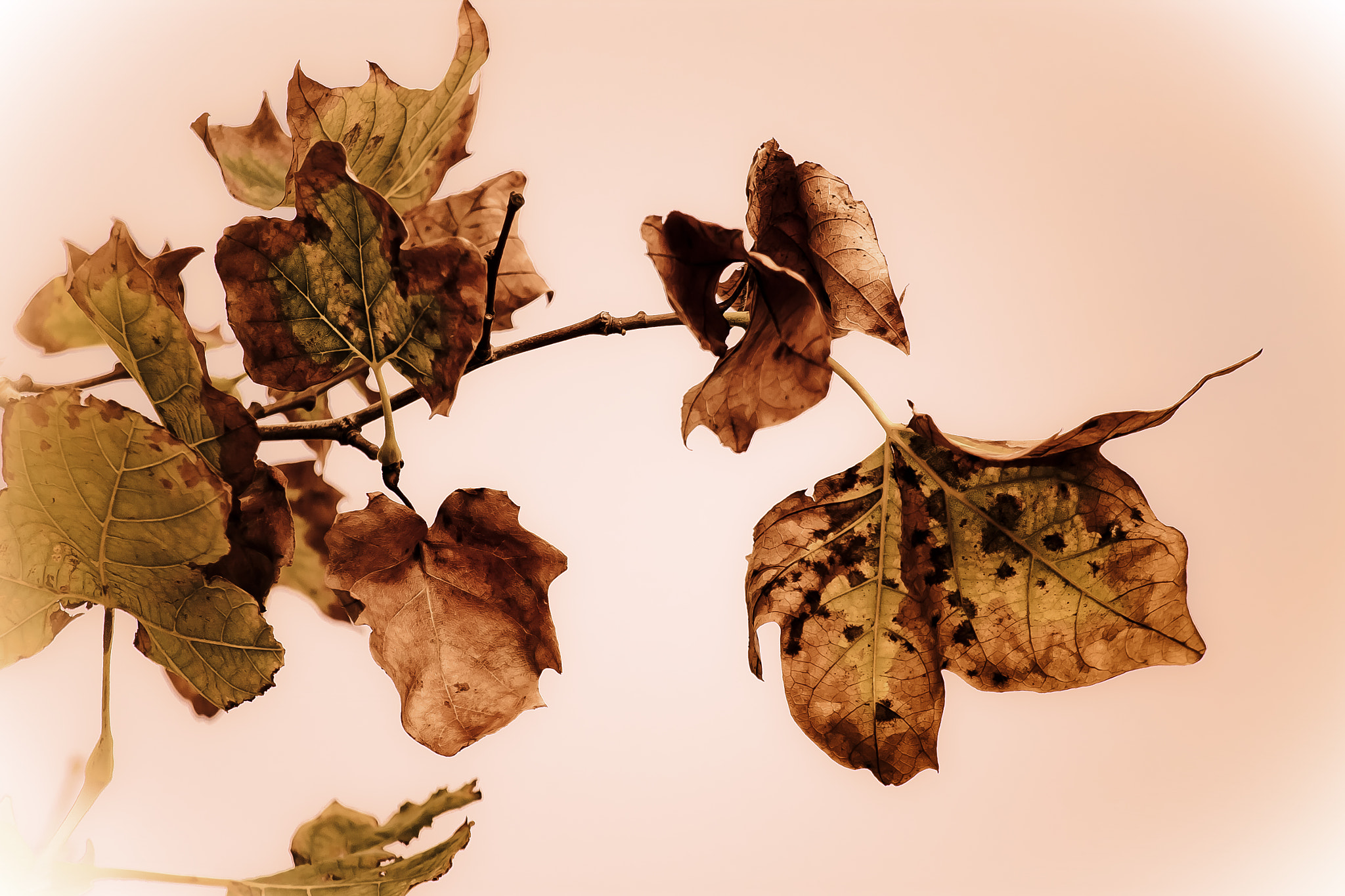 Canon EOS 50D + Canon EF 70-200mm F4L IS USM sample photo. Otoño photography