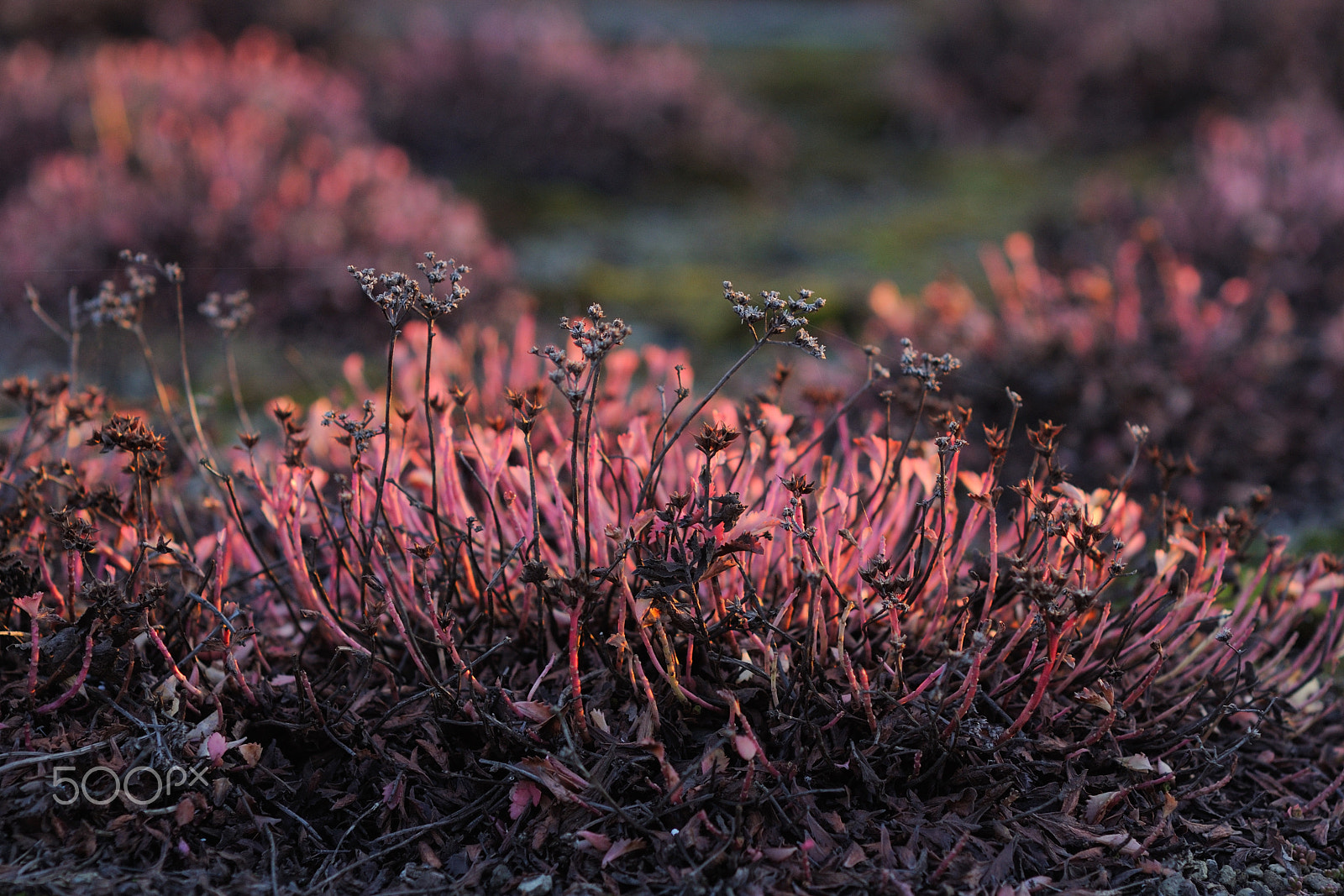 Nikon D90 + Sigma 85mm F1.4 EX DG HSM sample photo. Dark flowers photography