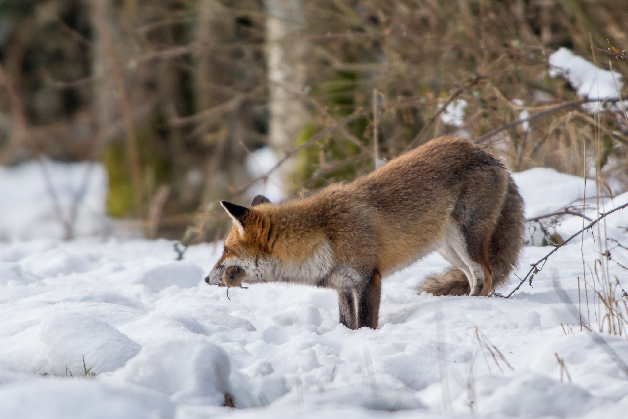 Nikon AF-S Nikkor 300mm F2.8G ED VR II sample photo. Renard photography