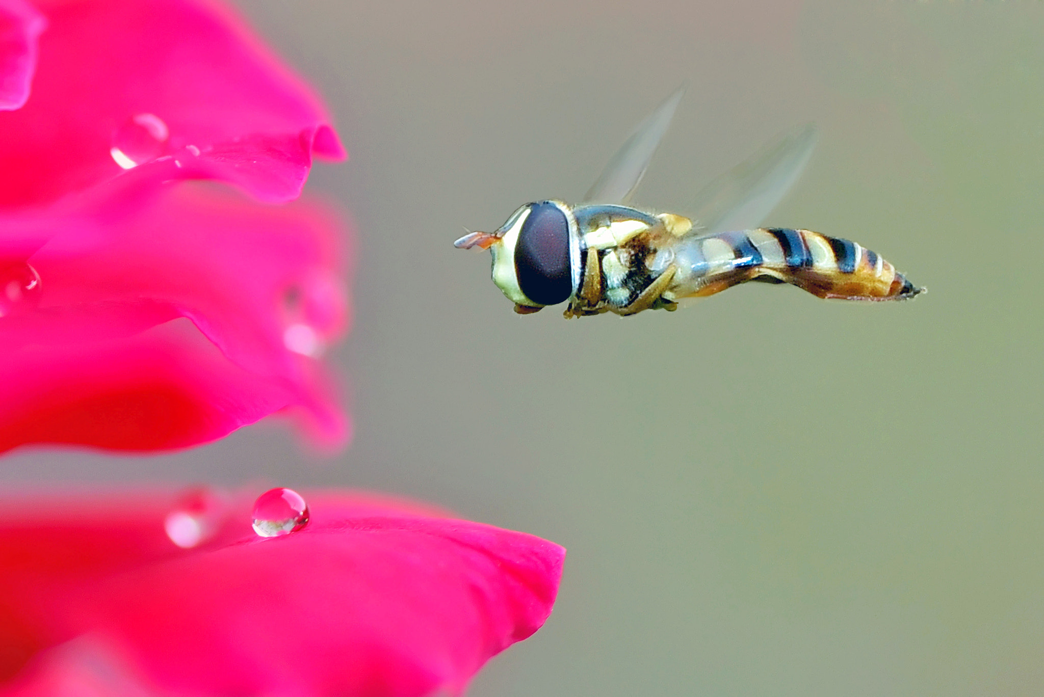 AF Nikkor 20mm f/2.8 sample photo. Hoverfly photography