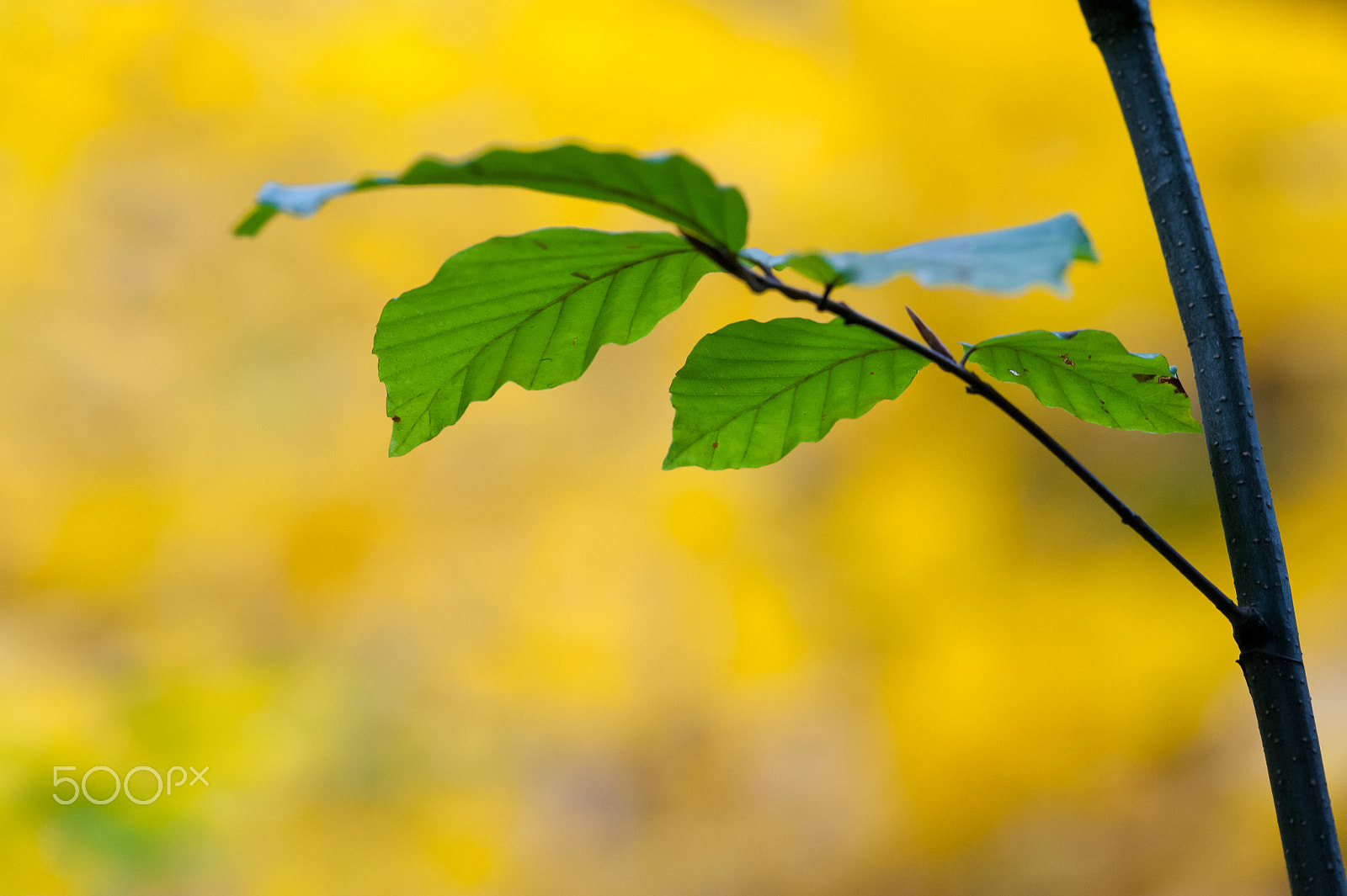 Sigma 150mm F2.8 EX DG Macro HSM sample photo. Green yellow photography
